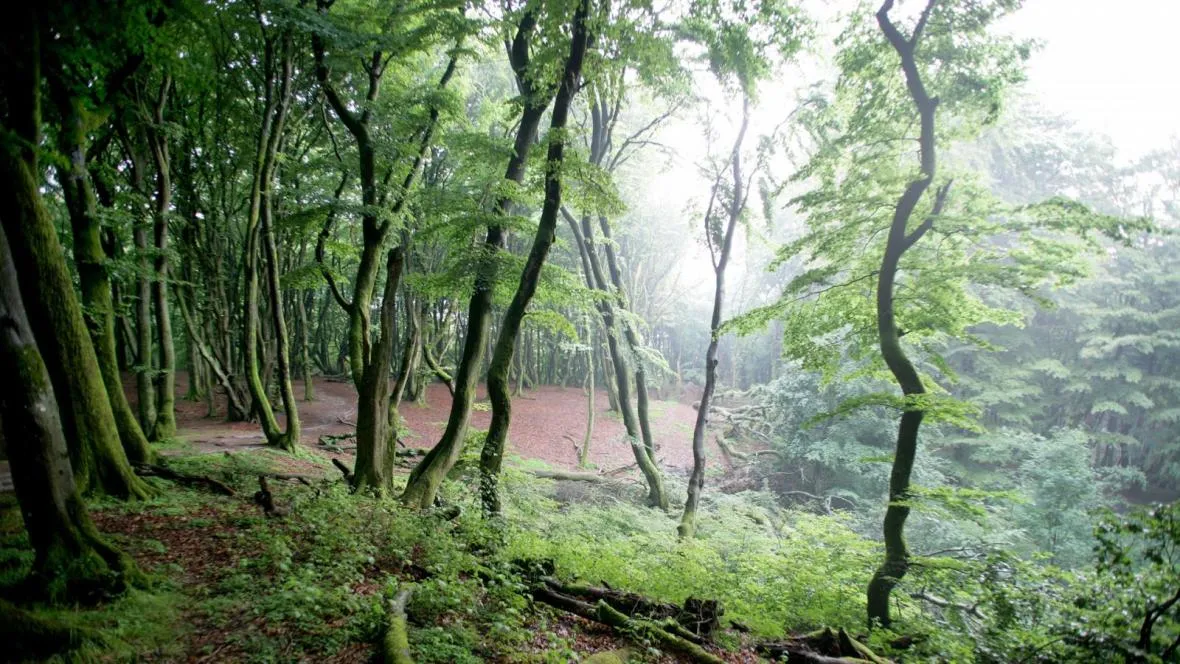Photo showing: Fra Rold Skov. Der ønskes en optælling i Danmark over hvor der er flest træer pr. kvadrat meter. Nogle gætter på Rold Skov og Rebild Bakker, men ingen ved det med sikkerhed.