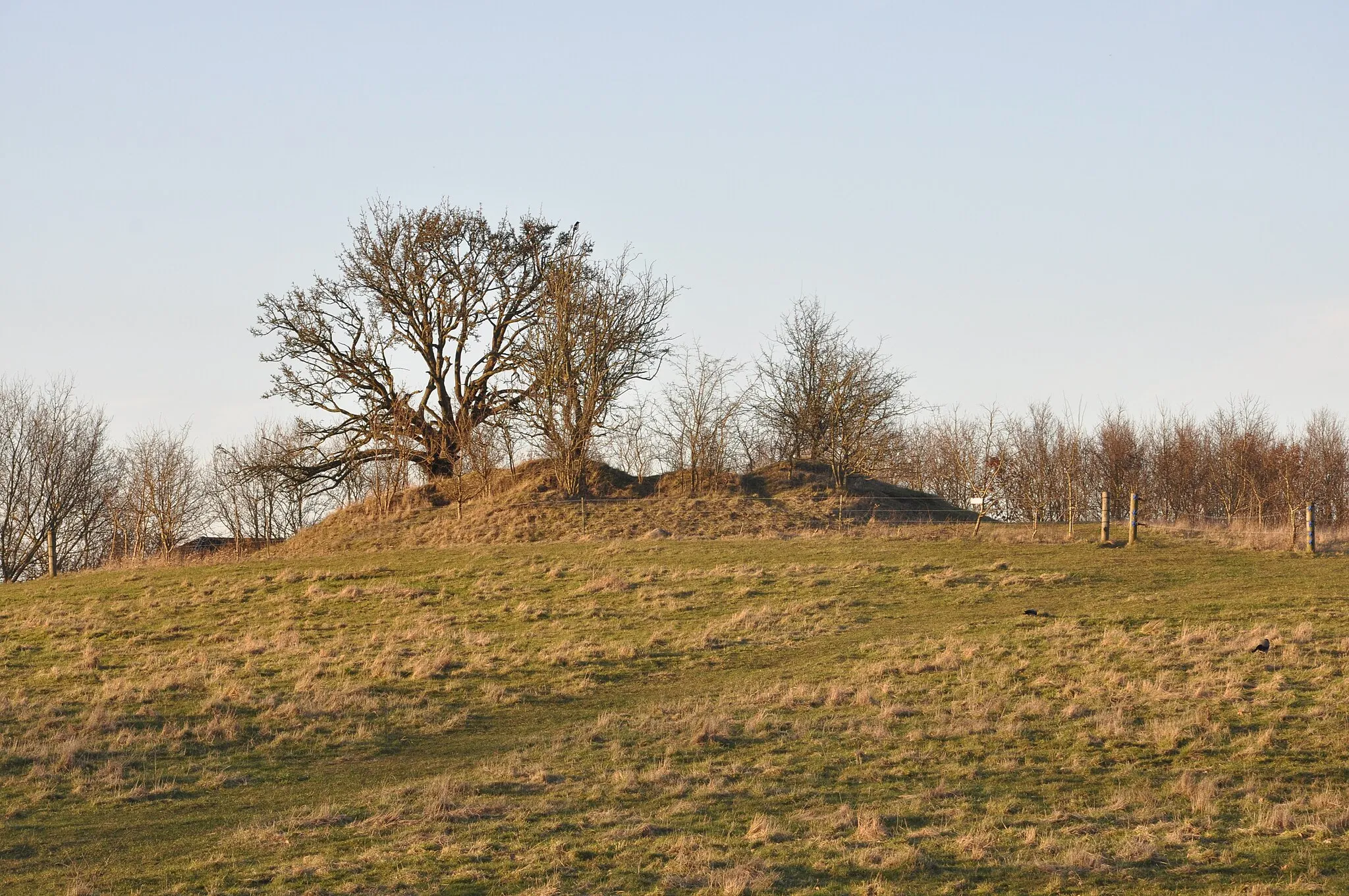 Photo showing: Låenhøj ved Hyrdehøj Skov