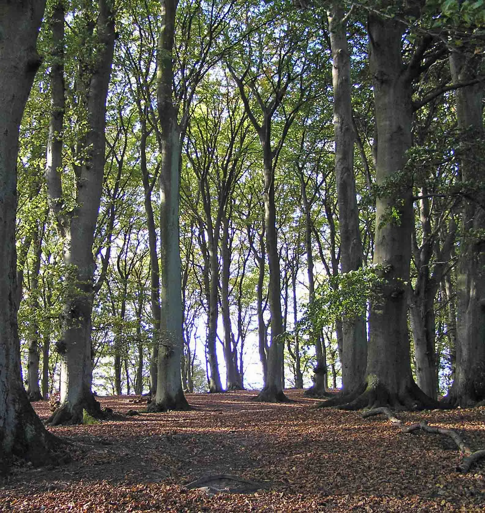 Photo showing: Beech grove near Gammel Lejre. Photo by J.Niles.