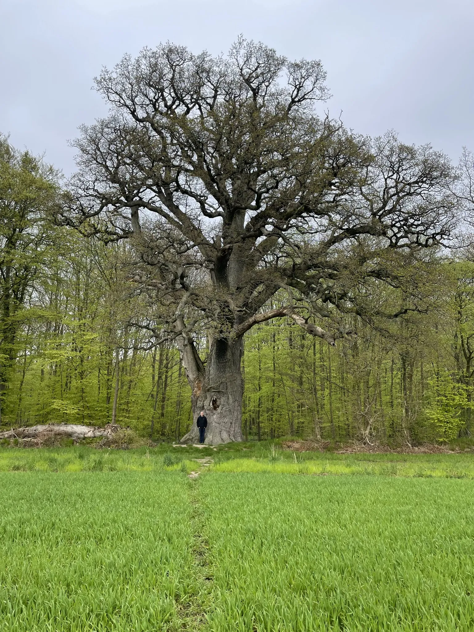 Photo showing: Valdemarsegen, Denmark's largest tree by volume, located on Falster. A human adult is standing next to the tree to show the scale of the tree.