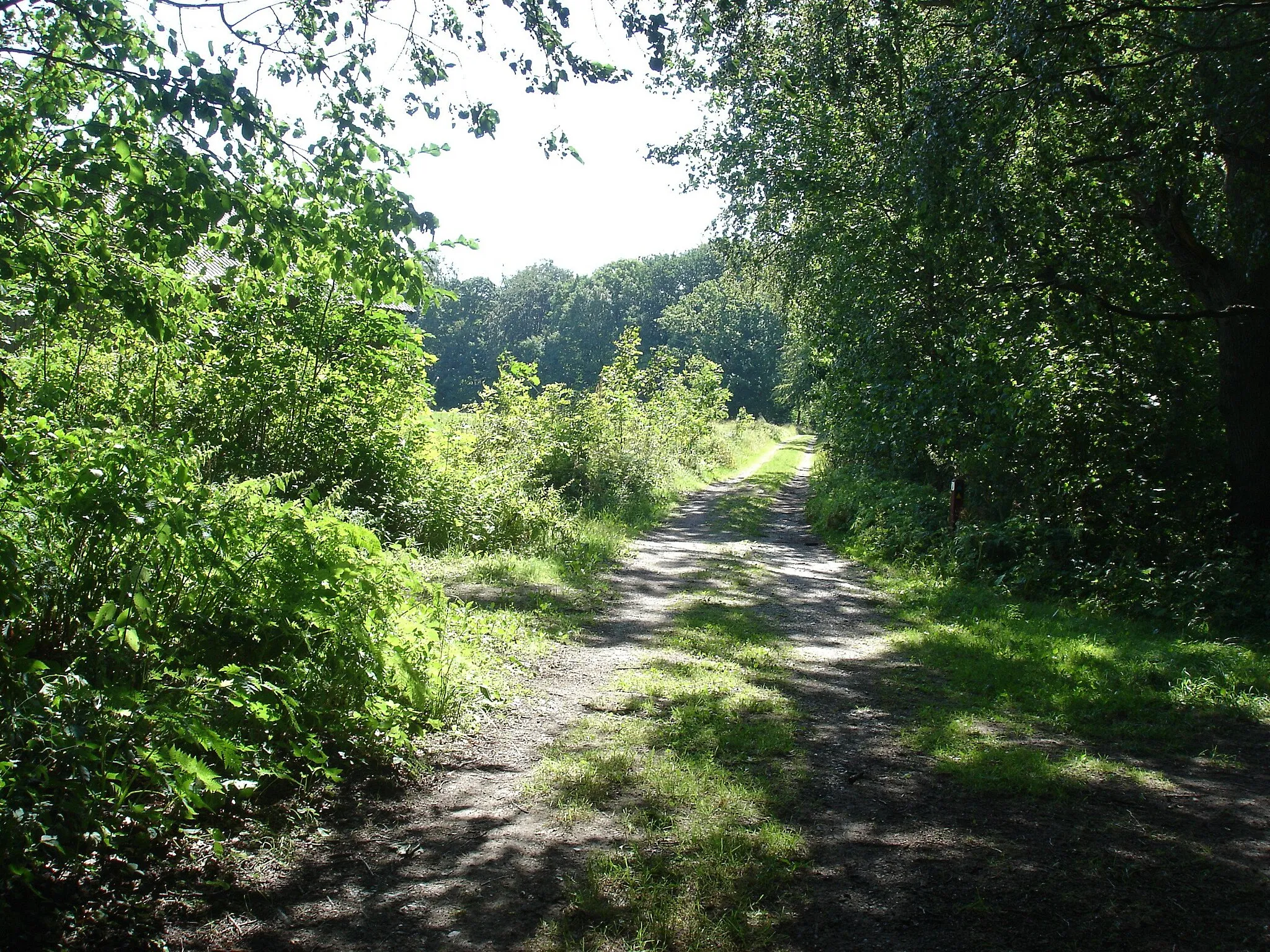 Photo showing: Mernbanens tracé i Faksinge Skov