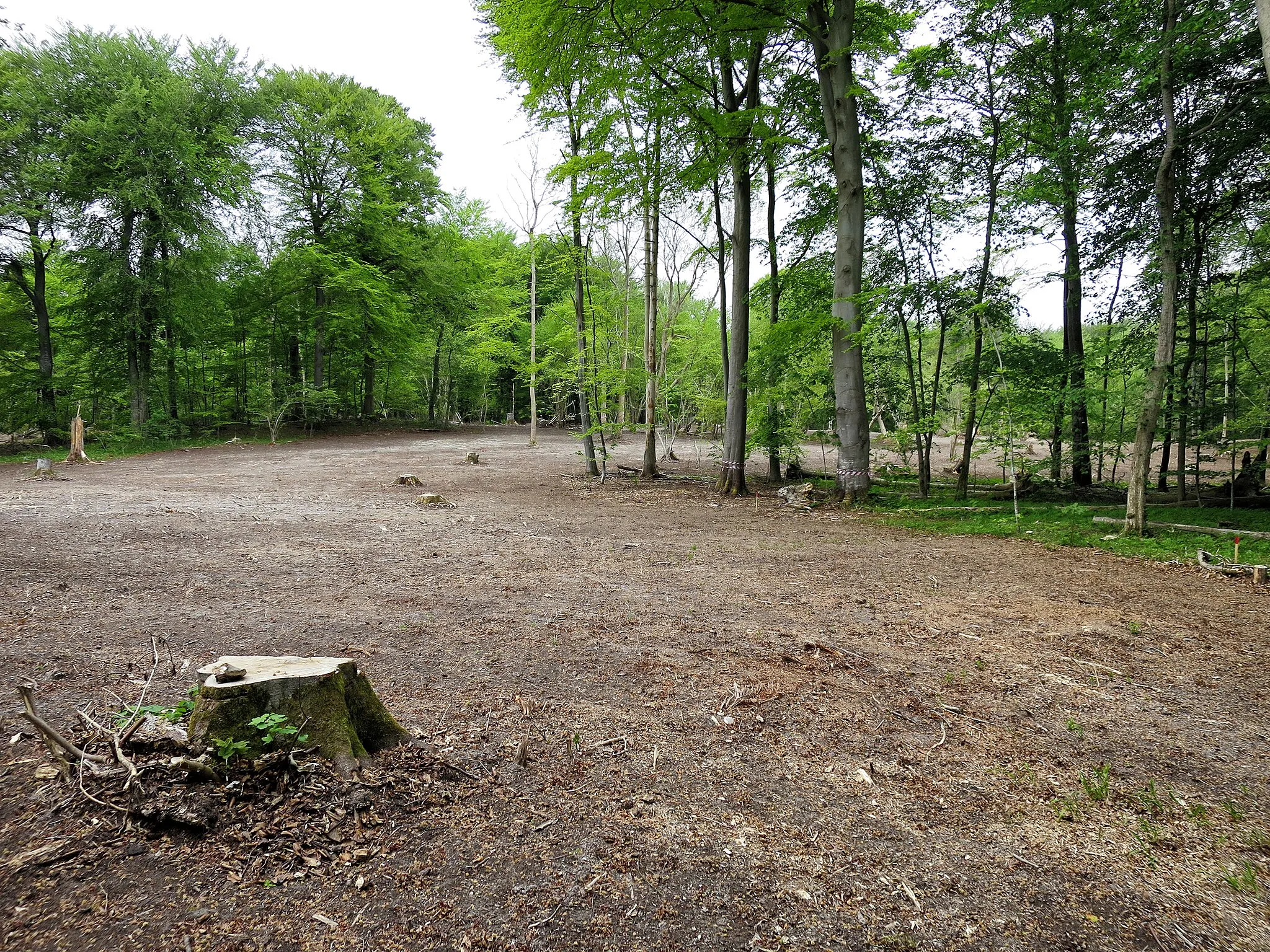 Photo showing: Allindelille Fredskov. Nåletræsbeplantning er blevet fjernet og skovmulden skrabet af for at genskabe den oprindelige, åbne slette, hvor der voksede mange Flueblomst.