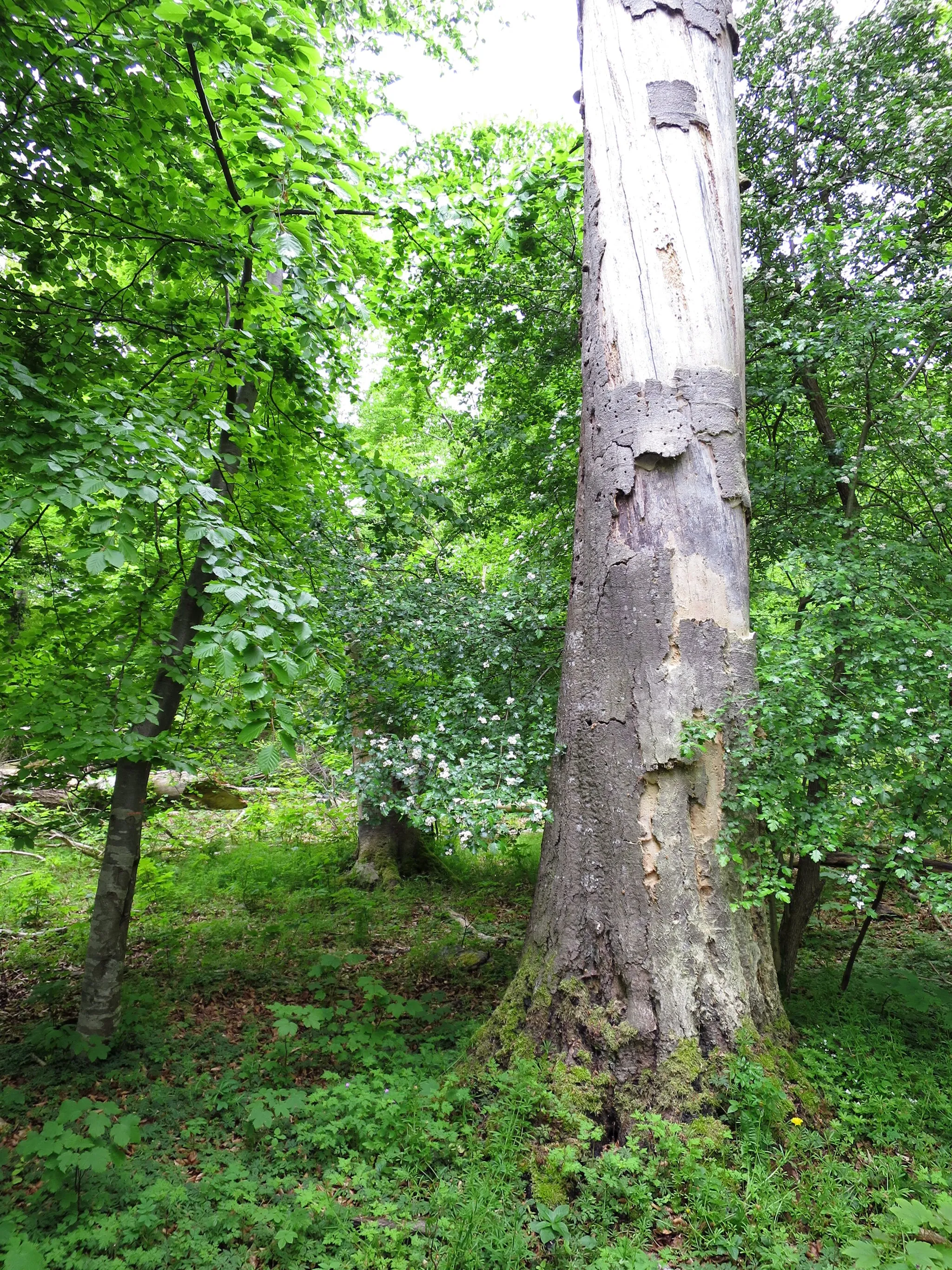 Photo showing: Dødt træ har fået lov til at stå i Allindelille Fredskov