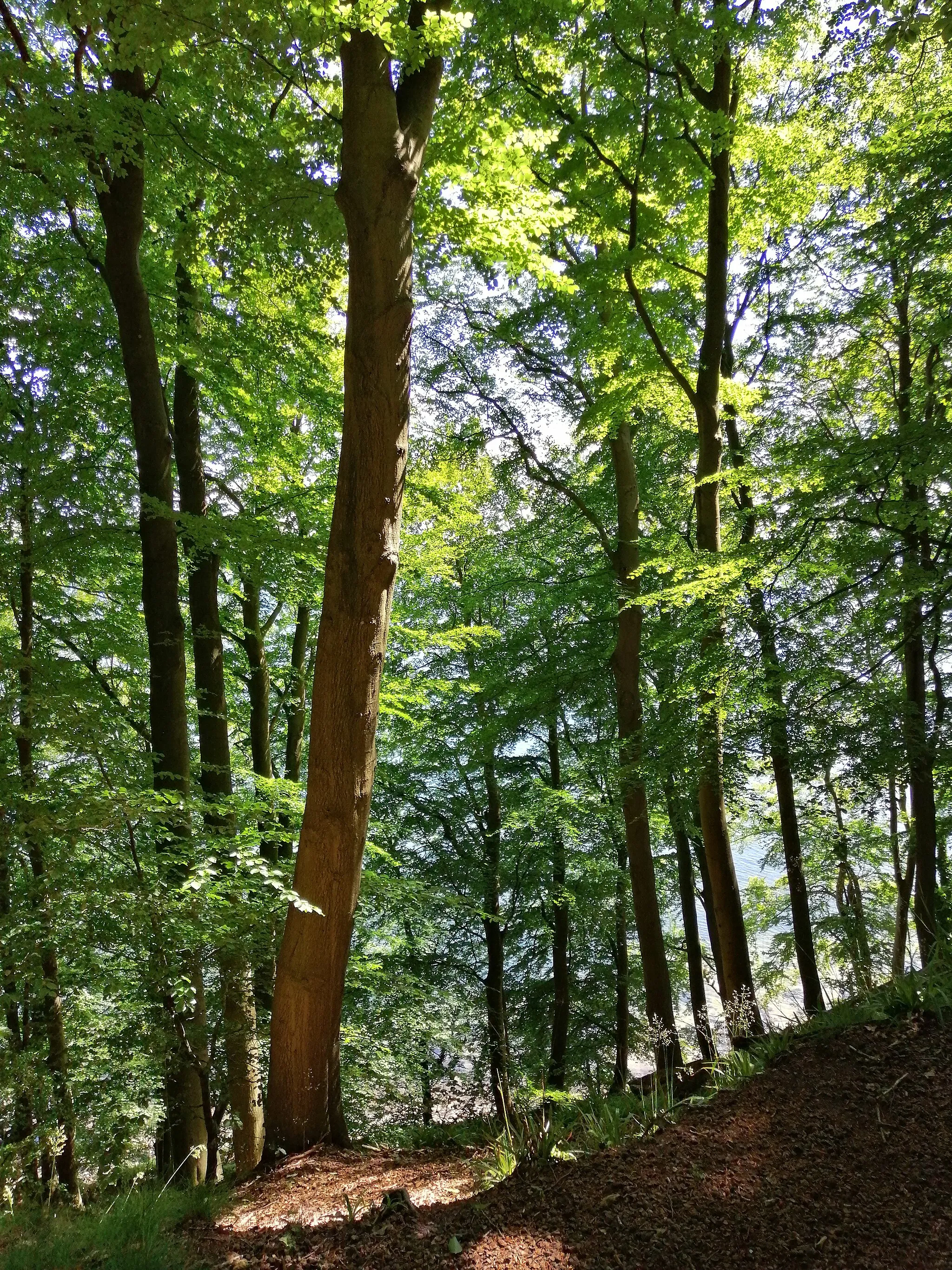 Photo showing: Kollund skov ved Flensborg Fjord, Aabenraa Kommune, Sønderjylland, Danmark