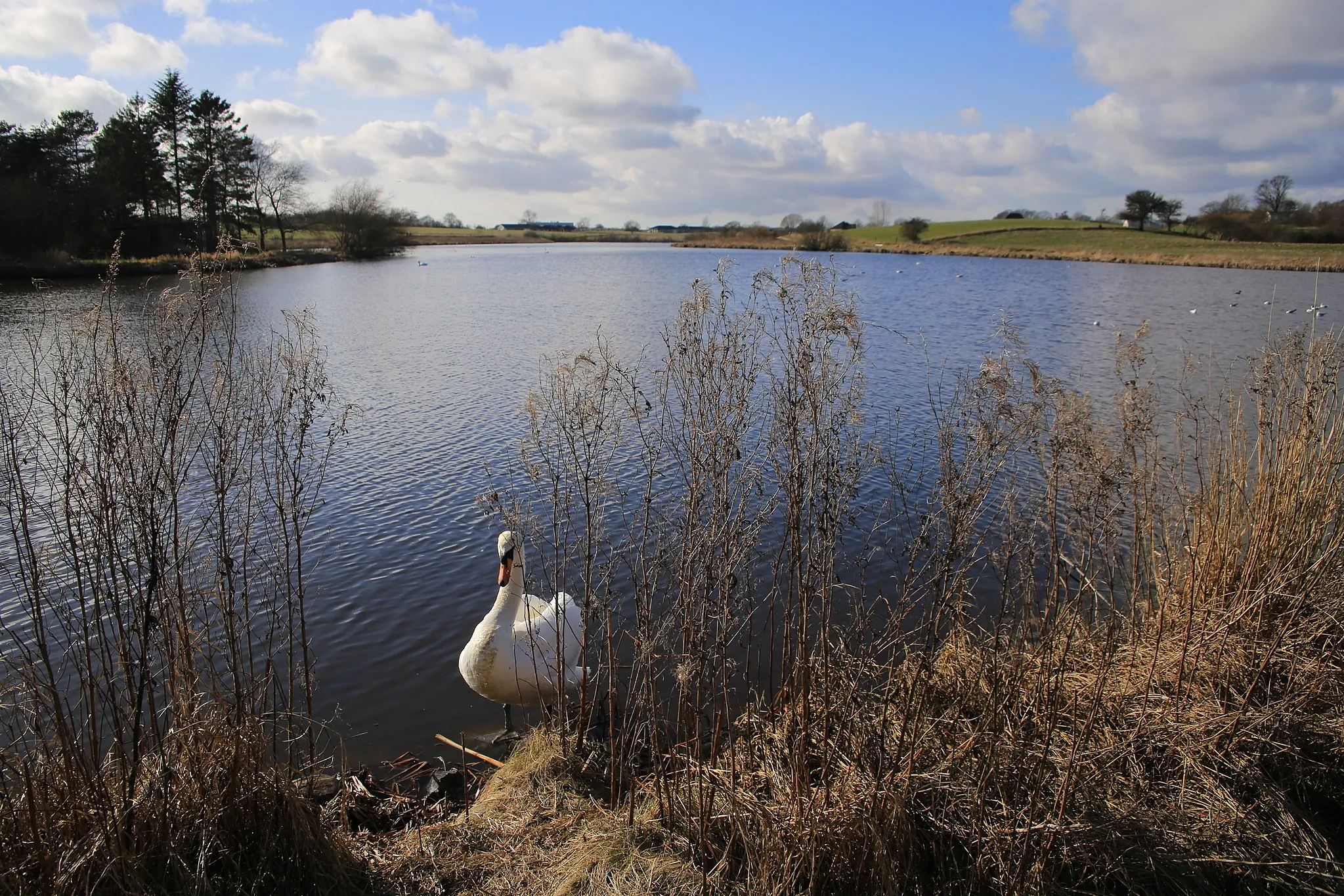 Photo showing: Ringe Lake as seen towards west from the midway path, in Ringe, Funen, Denmark.