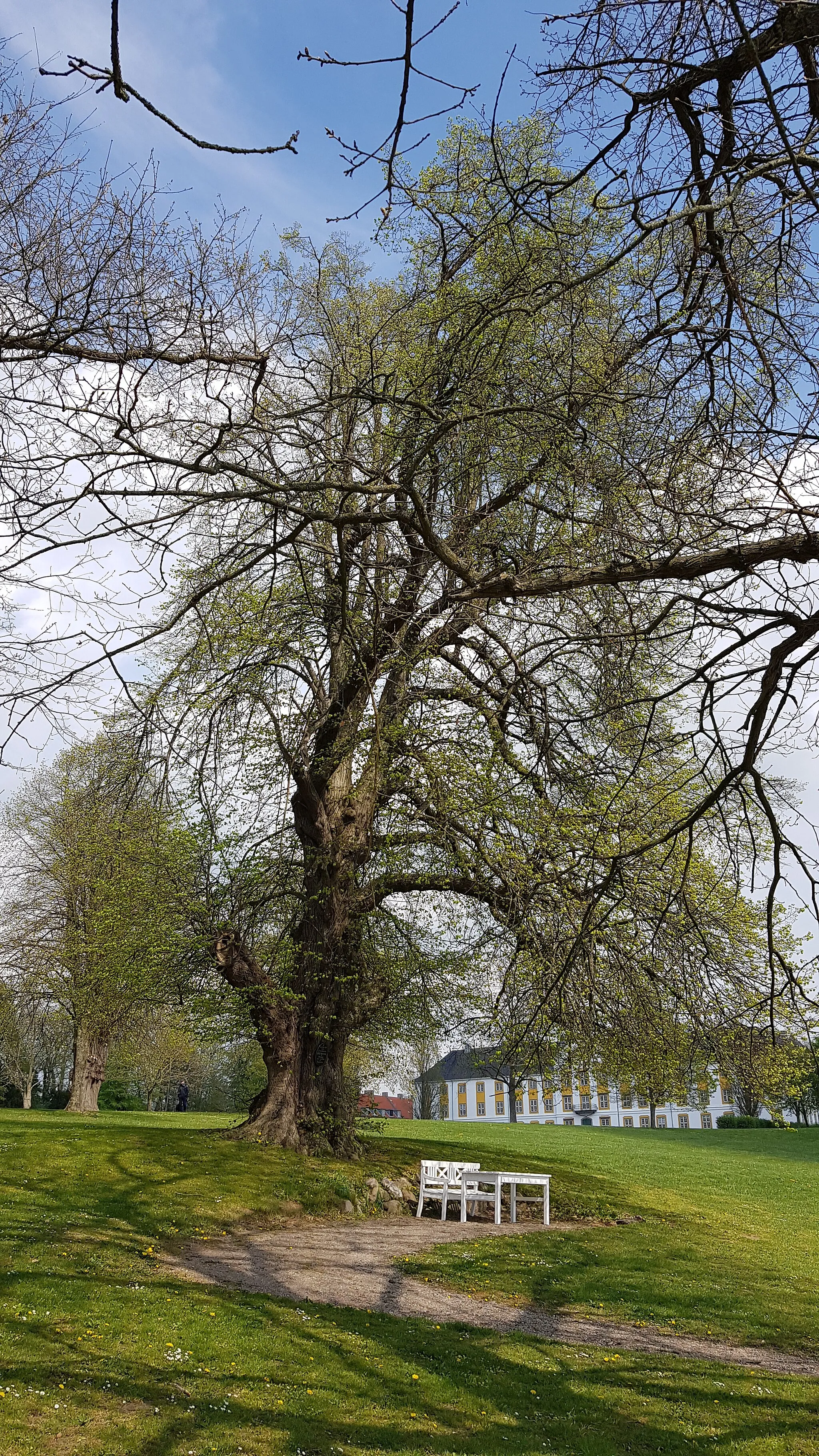 Photo showing: The linden tree in the park at Augustenborg under which H.C.Andersen is saíd to have rested during his time there