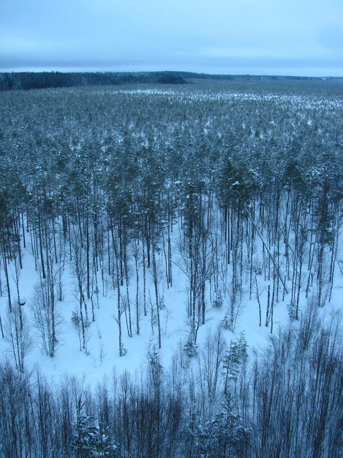Photo showing: View at Valgesoo Bog from the lookout tower