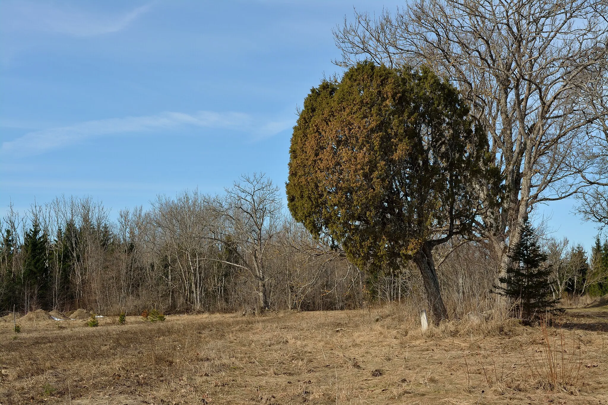 Photo showing: Tõnsu juniper (Juniperus communis)