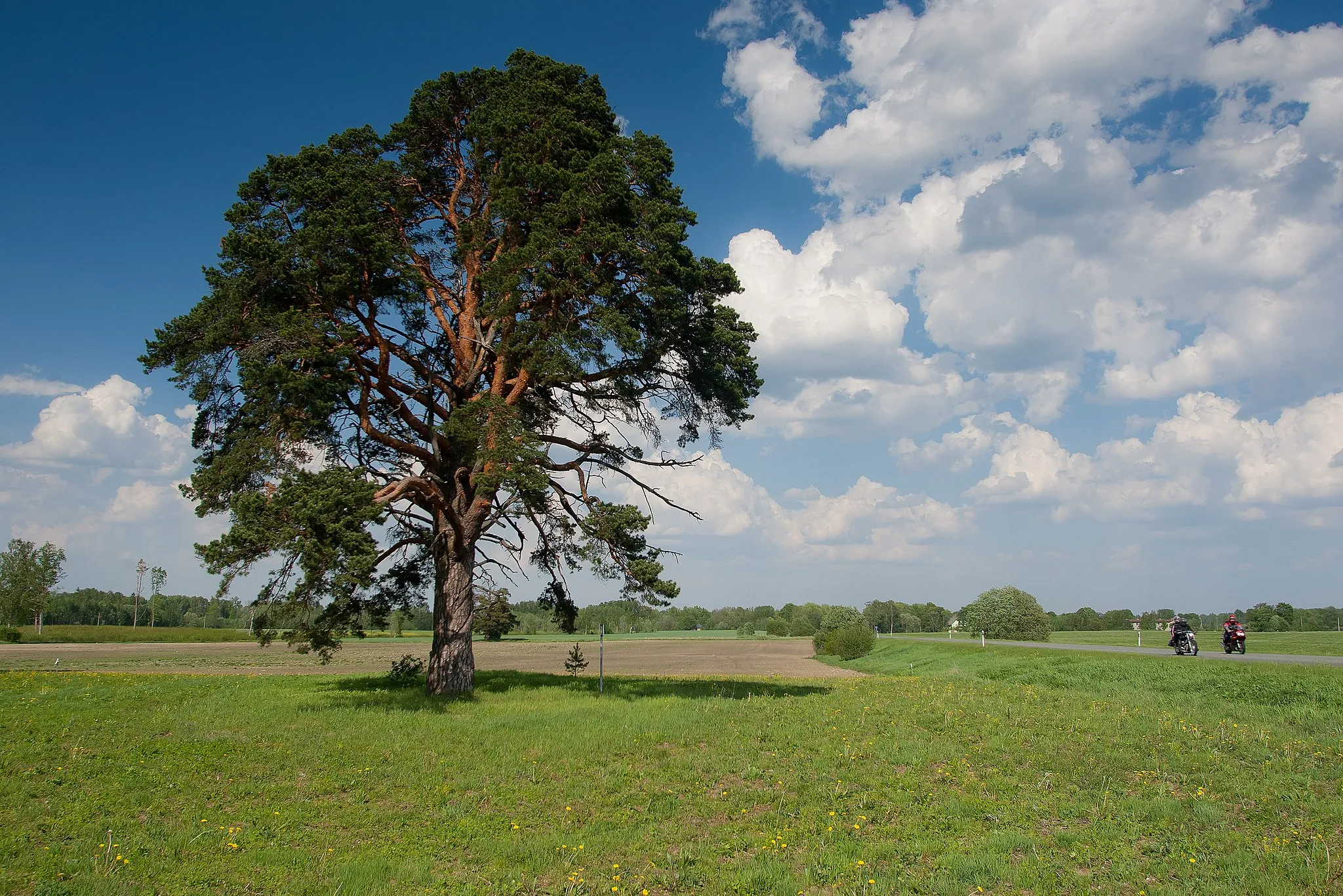 Photo showing: This is a photo of natural heritage of Estonia number