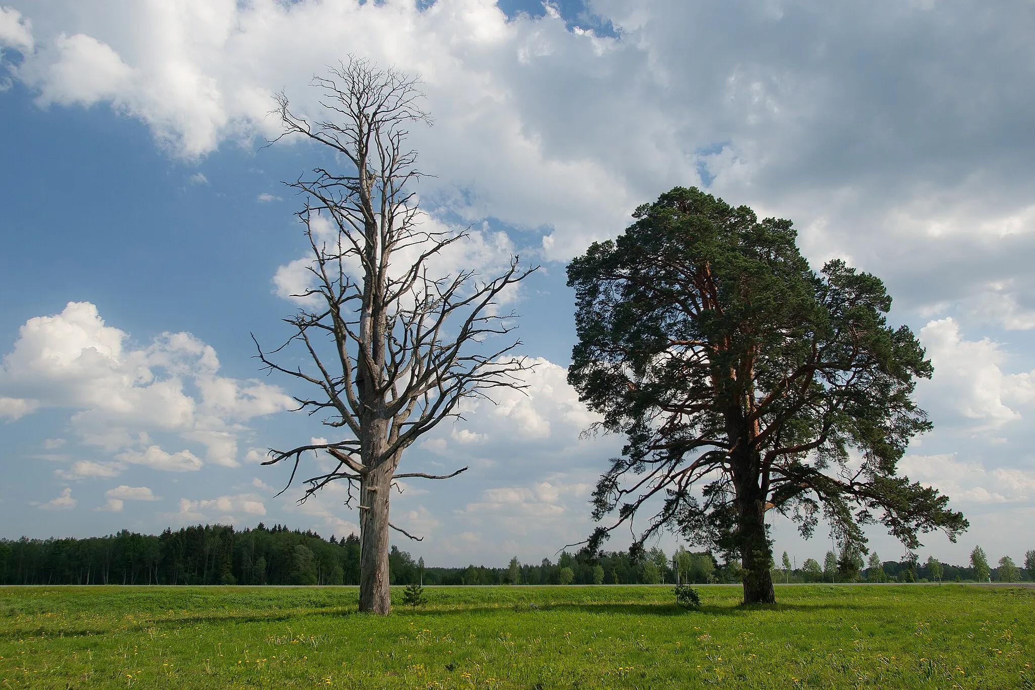 Photo showing: This is a photo of natural heritage of Estonia number