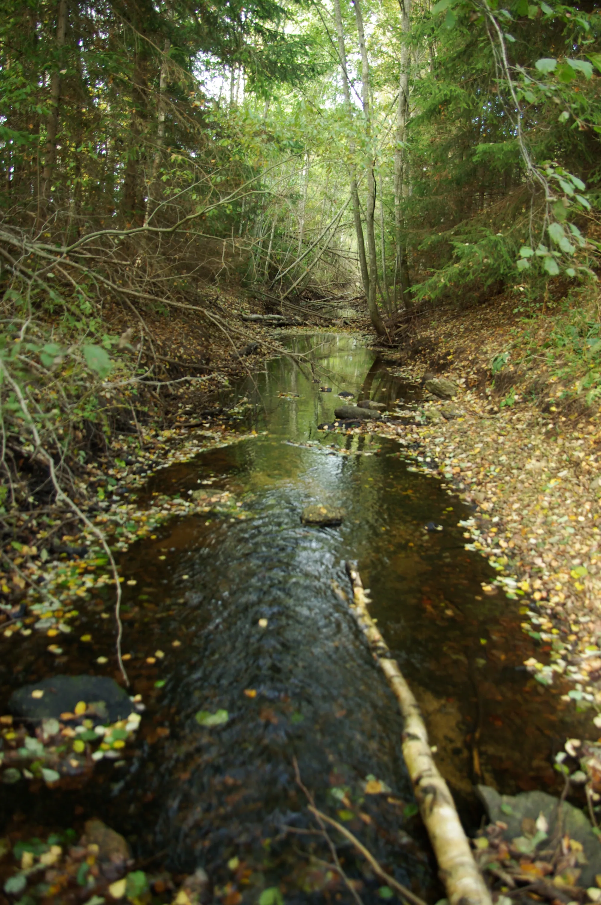 Photo showing: Harjumaa,Pirita jõe parempoolne lisajõgi.