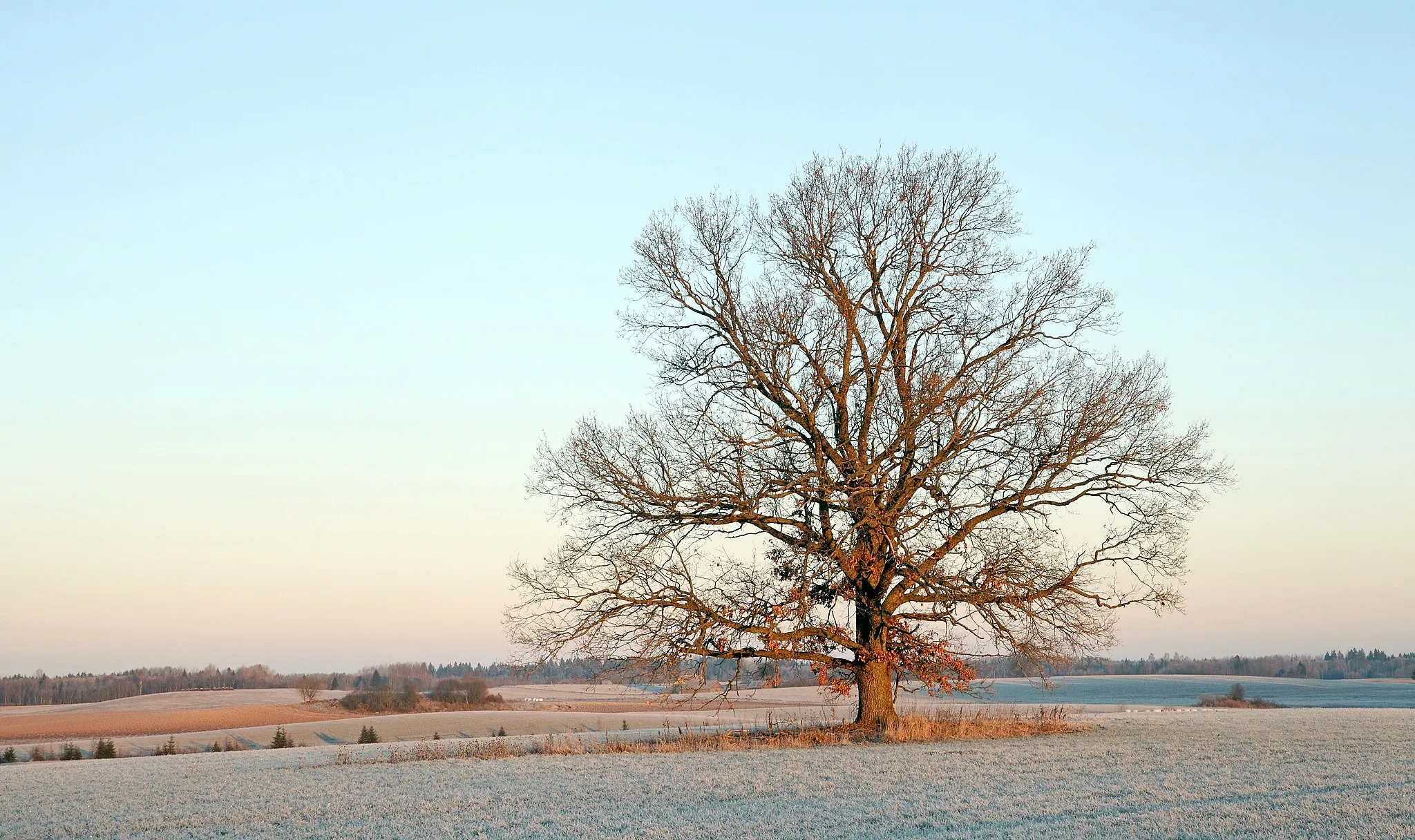 Photo showing: An oak tree in Albu village, Estonia