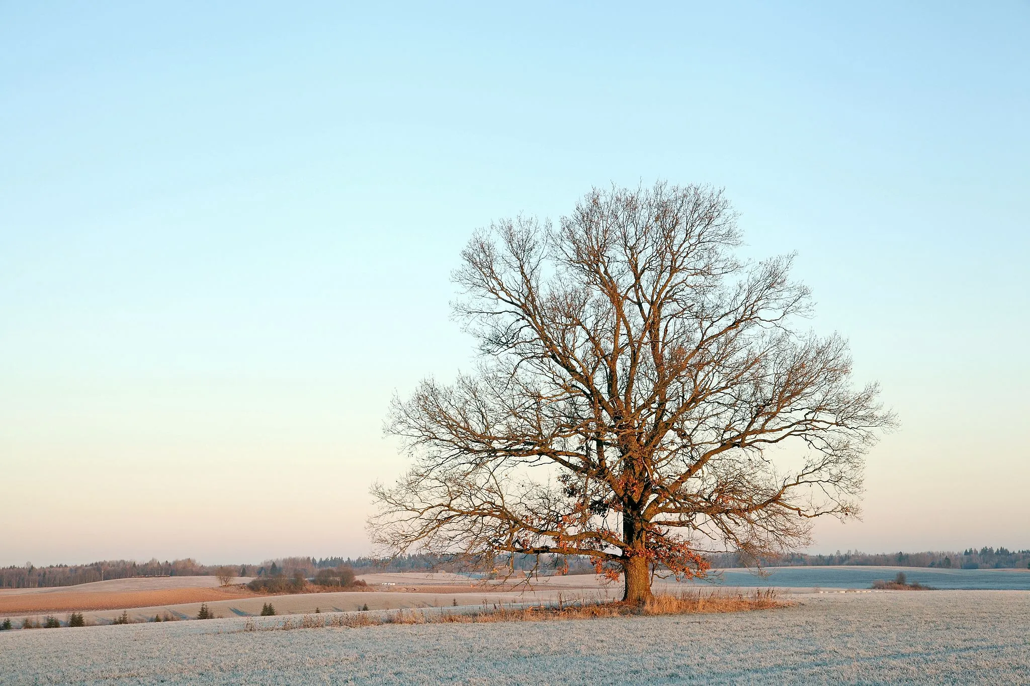 Photo showing: An oak tree in Albu village, Estonia