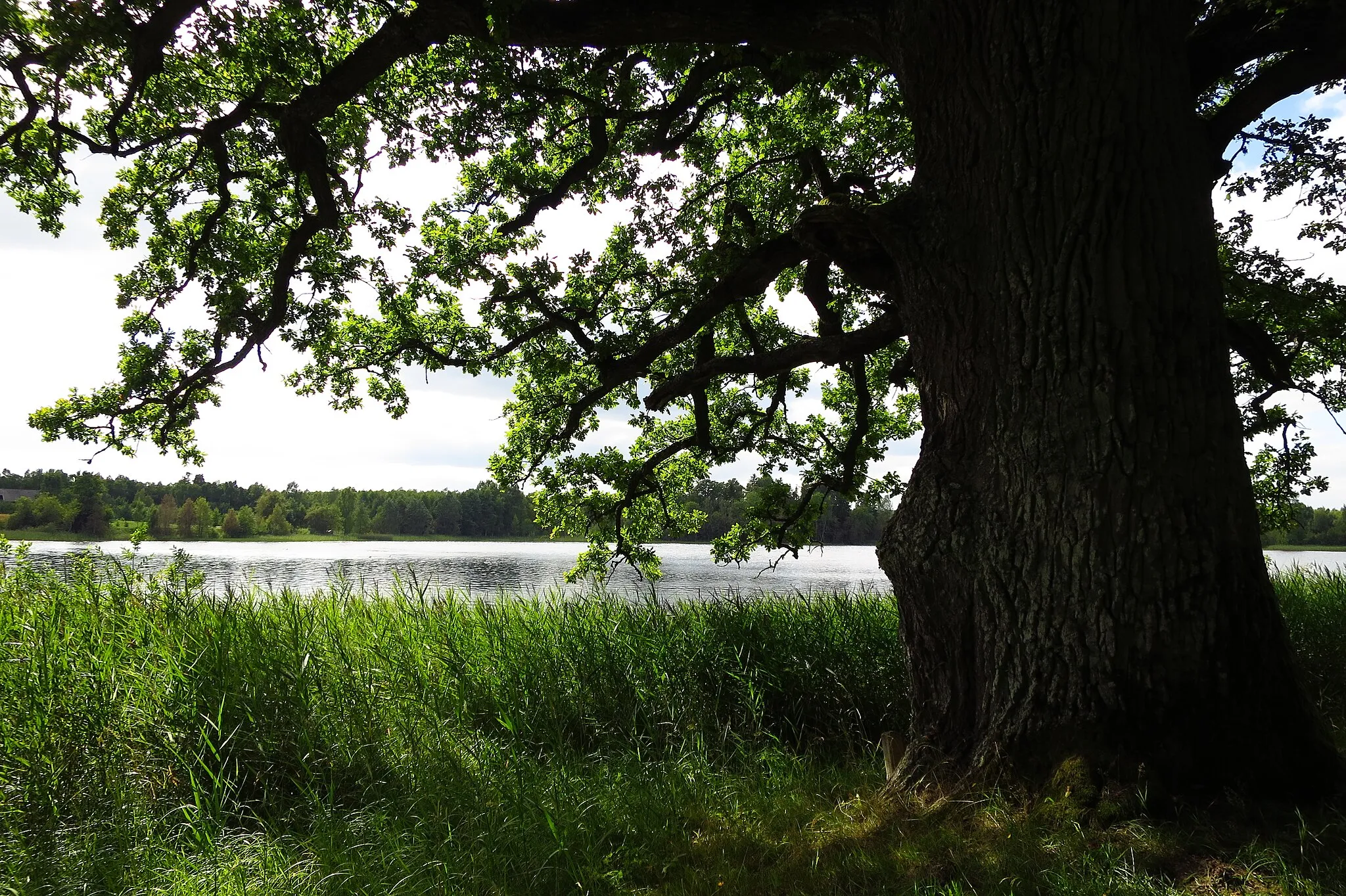 Photo showing: Valgejärve tamm Otepää Valgjärve ääres Valgjärve mõisa metsapargis