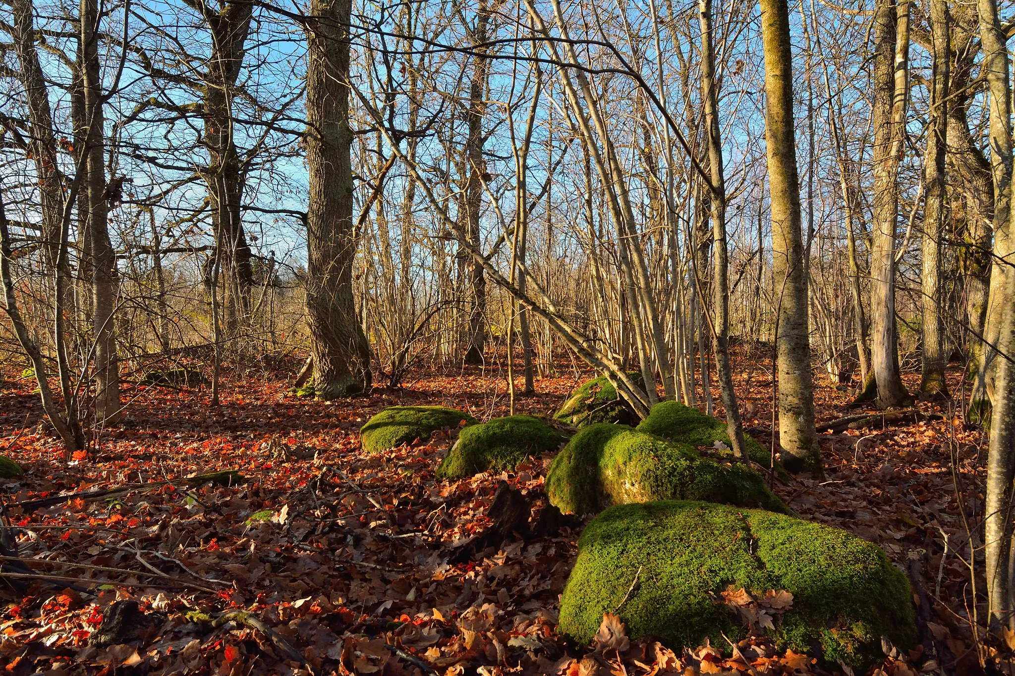 Photo showing: This is a photo of natural heritage of Estonia number