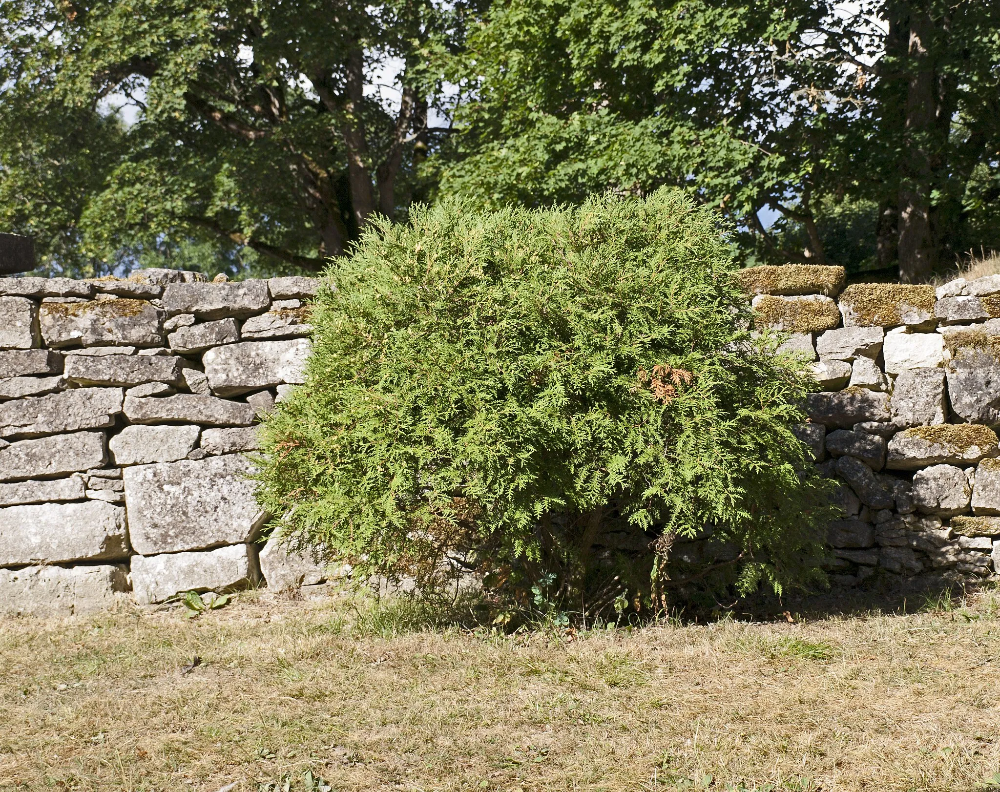 Photo showing: Thuja at the fence of Kaarma Church