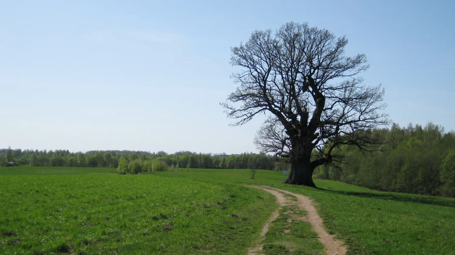 Photo showing: Tamme-Lauri oak, thickest and oldest tree in Estonia.