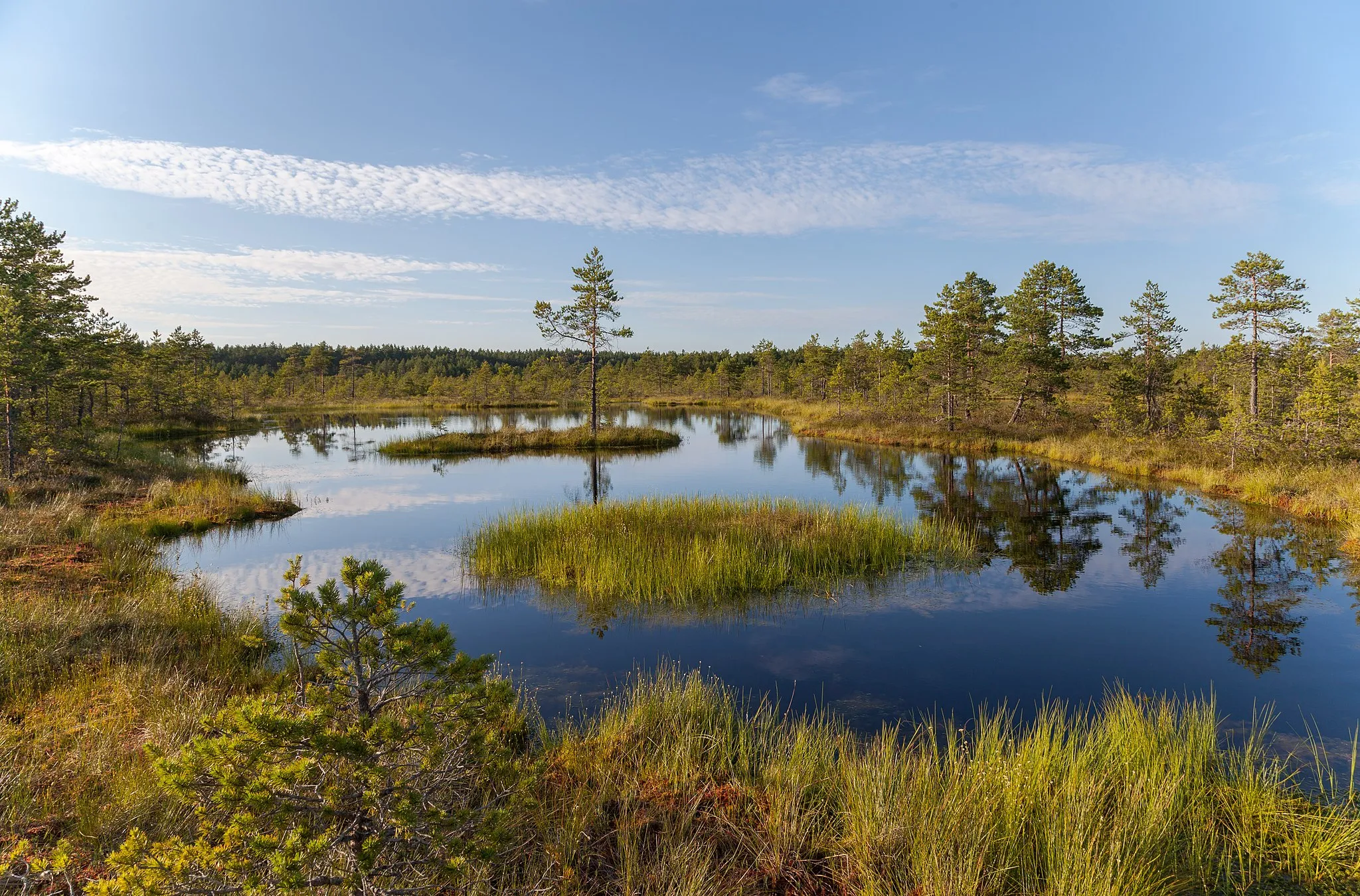Photo showing: Viru bog, Lahemaa National Park, Estonia