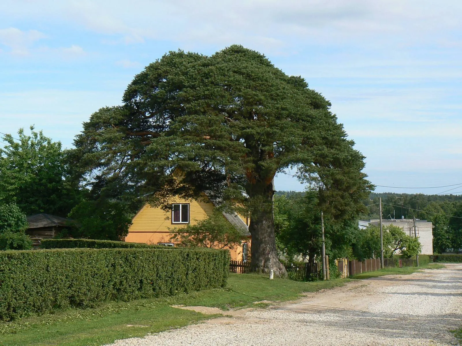 Photo showing: The Arbimäe pine, ca 340 y. old tree
