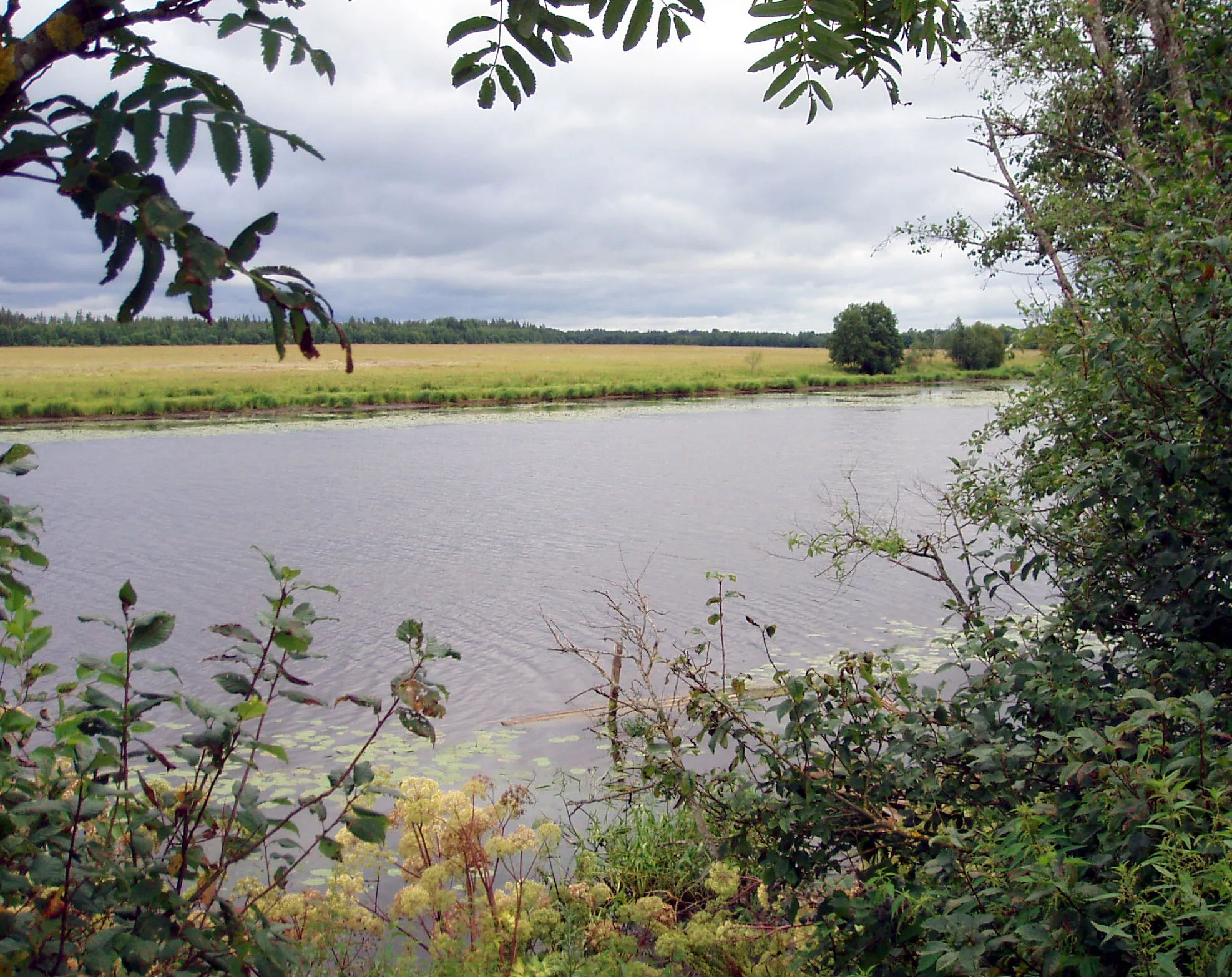 Photo showing: River Mertvitsa near Bolsjoje Kuzemkino in Kingiseppskij rajon in Leningradskaja oblast, Russia