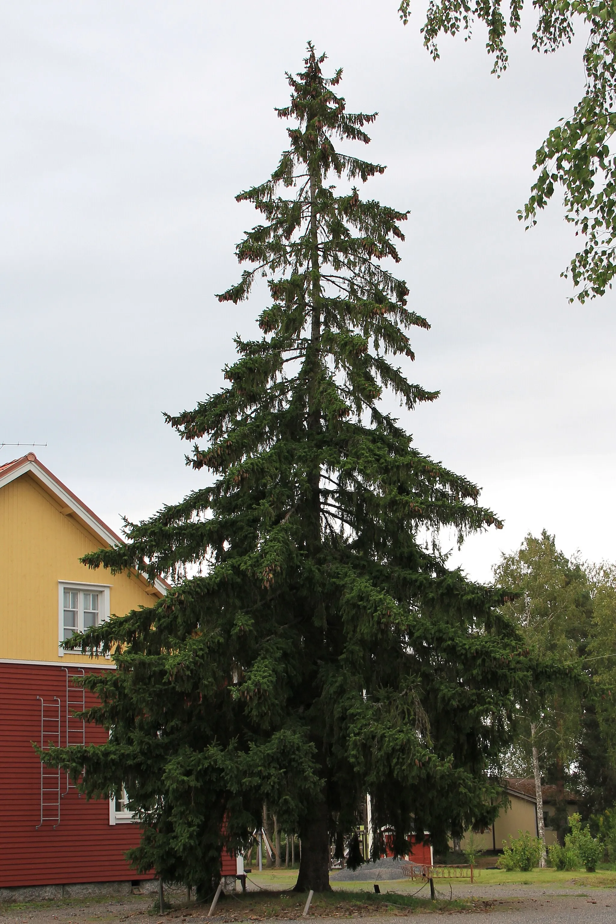 Photo showing: Finland 50 years of independence memorial spruce, Kojonkulma school, Loimaa, Finland. - This spruce was planted in 1967.