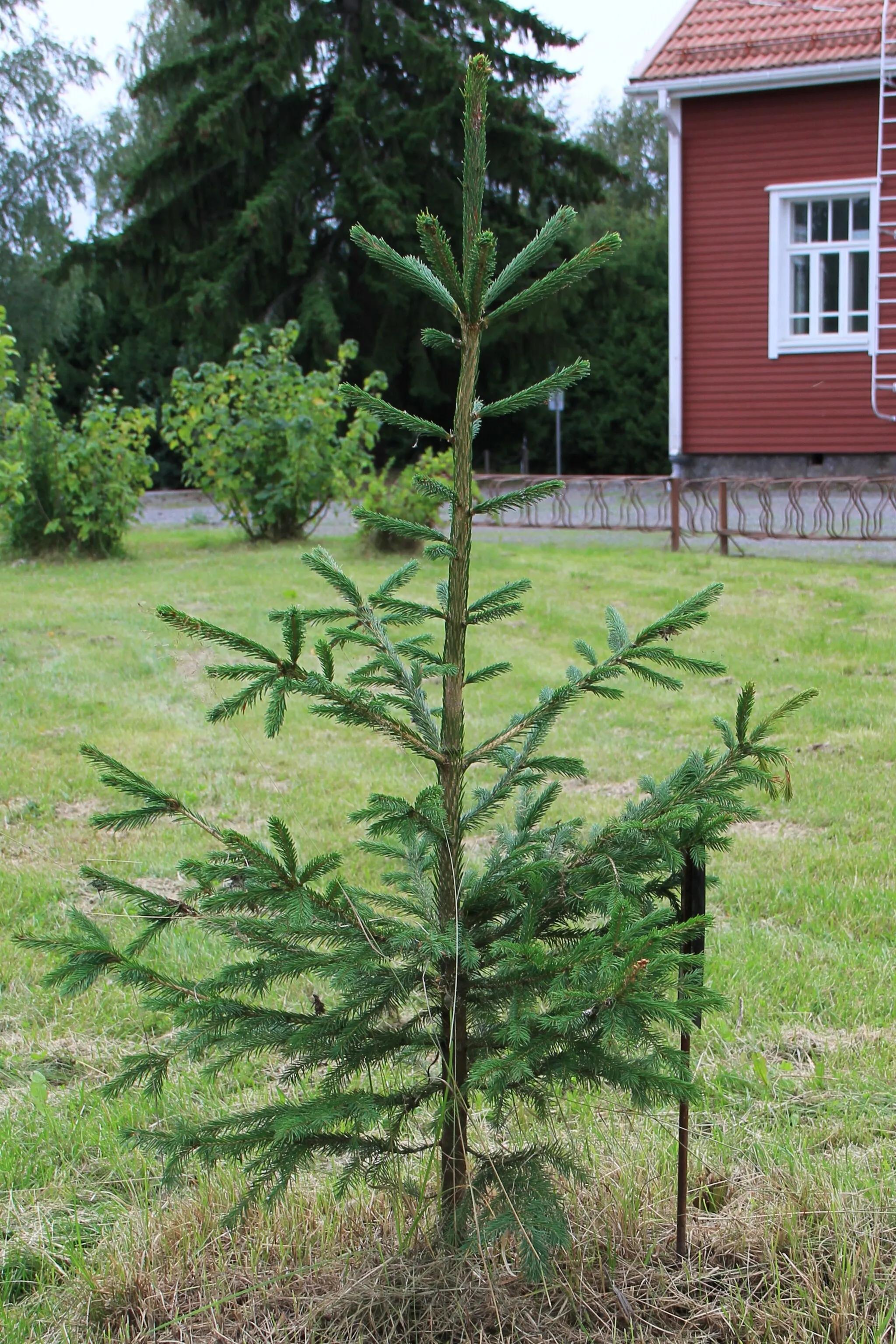 Photo showing: Finland 100 years of independence memorial spruce, spruce of future, Kojonkulma school, Loimaa, Finland. - This spruce was planted in 2017.