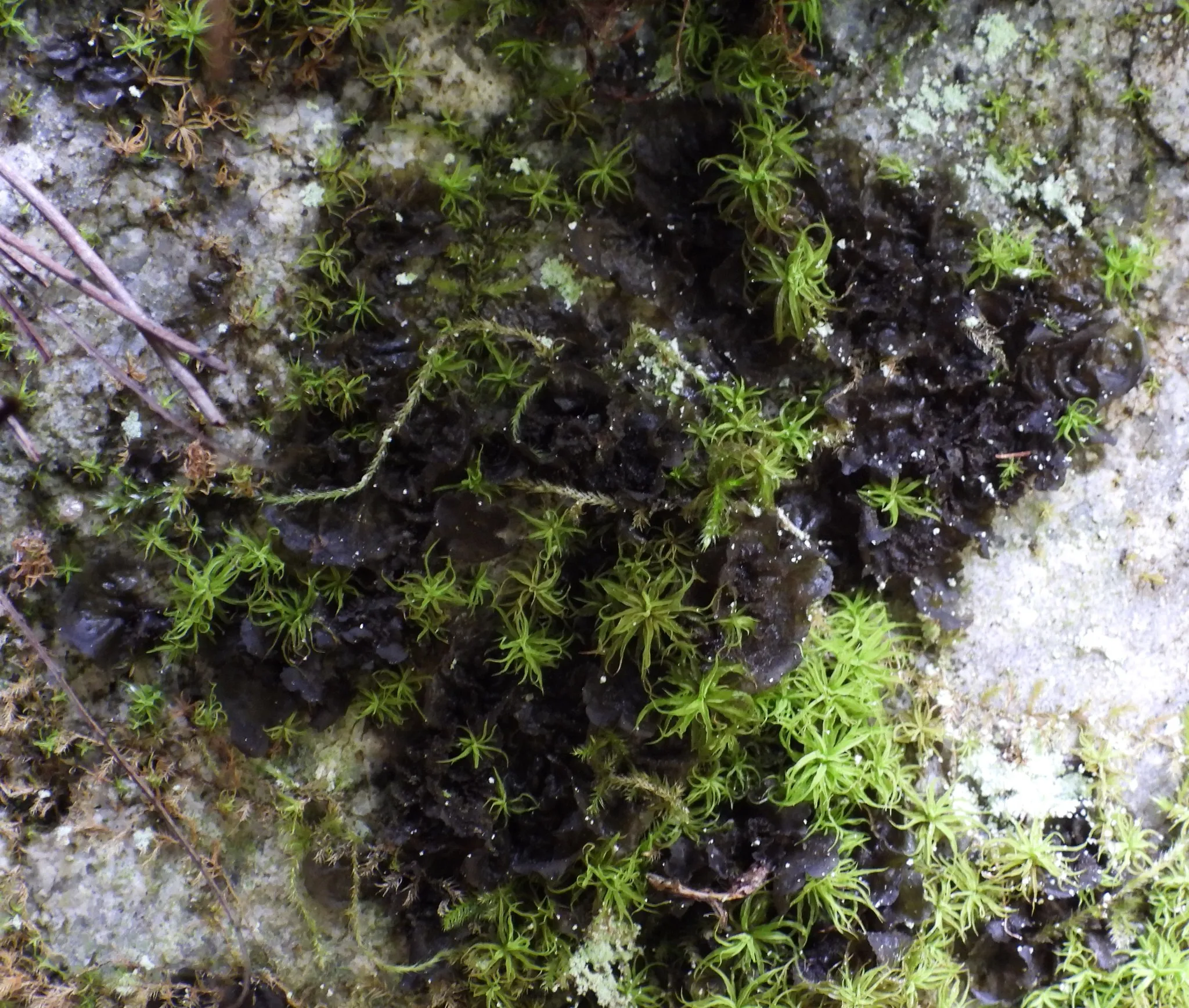 Photo showing: Flaking Tarpaper Lichen (Collema flaccidum)