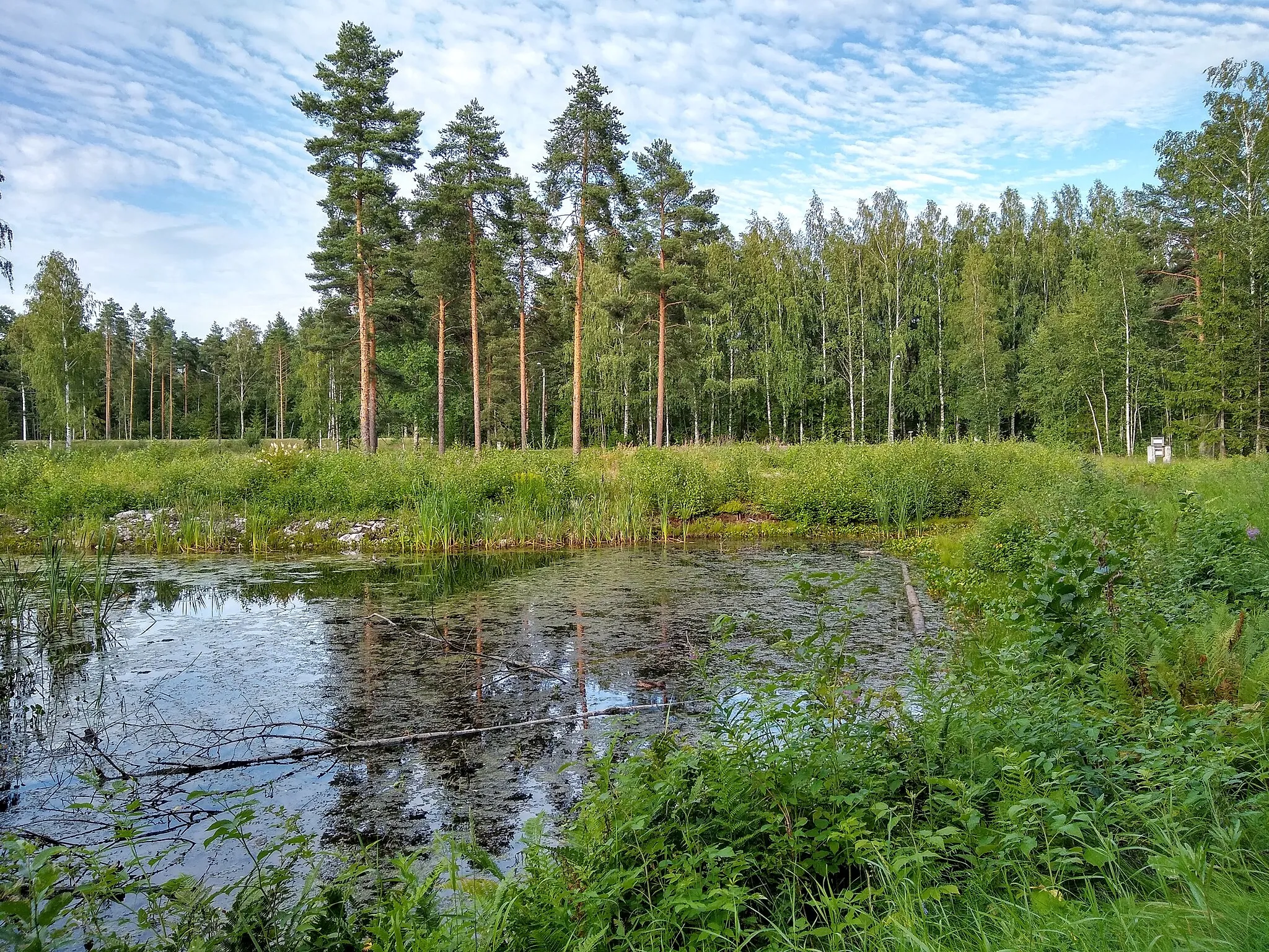 Photo showing: Kivisalmen hulevesikosteikko, a constructed wetland in Lappeenranta.