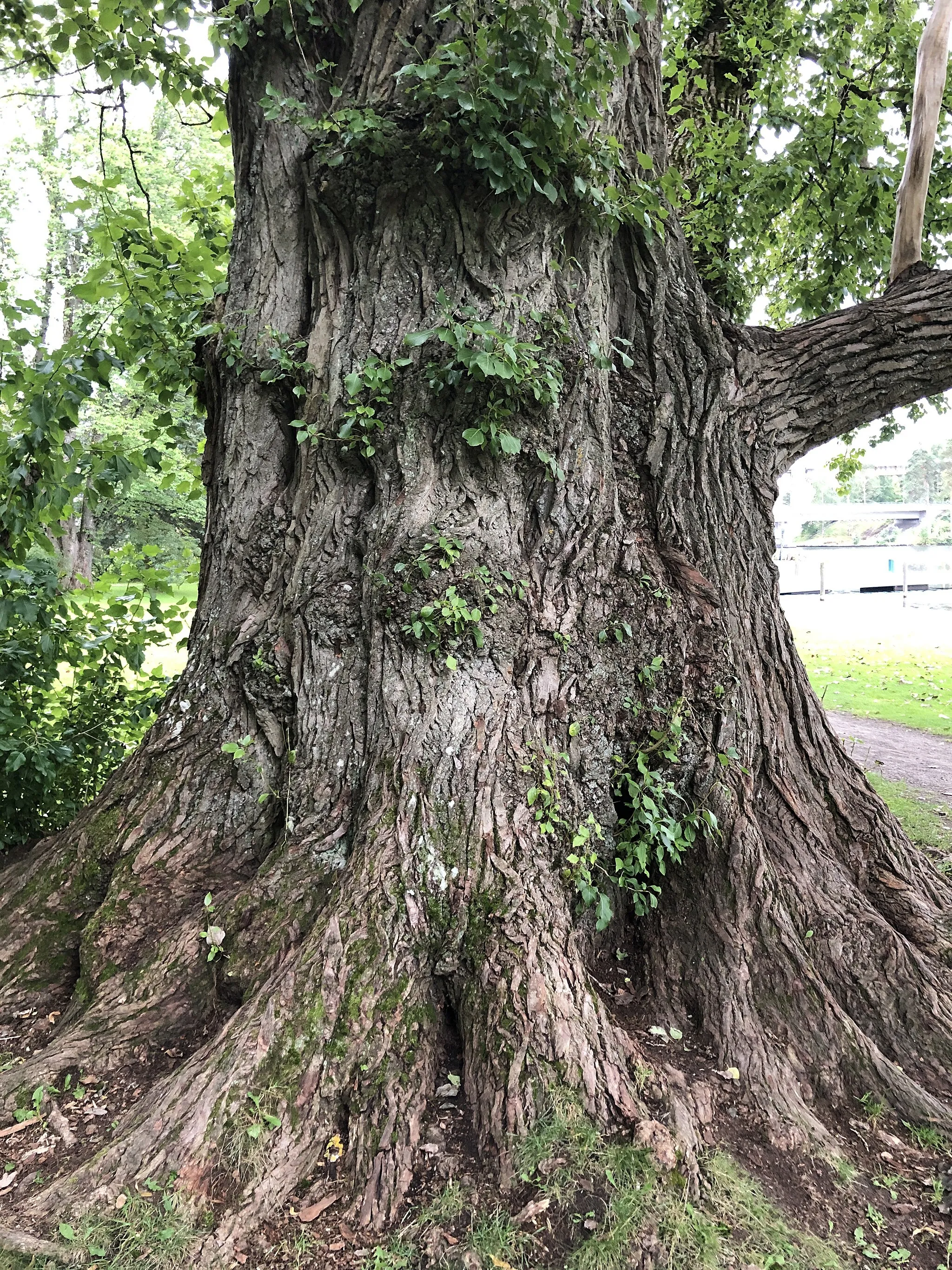 Photo showing: Lähikuva Heinolan tsaarinpoppelista.