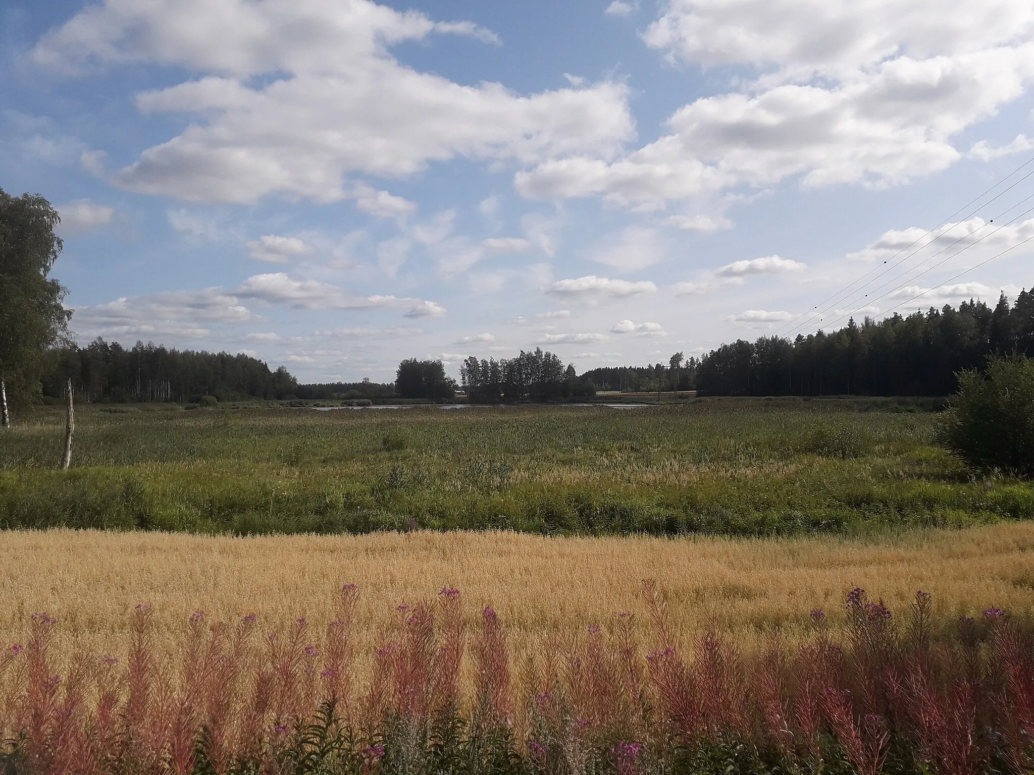 Photo showing: Kasvillisuutta Riihimäellä sijaitsevan Arolammen pohjoisrannalla.