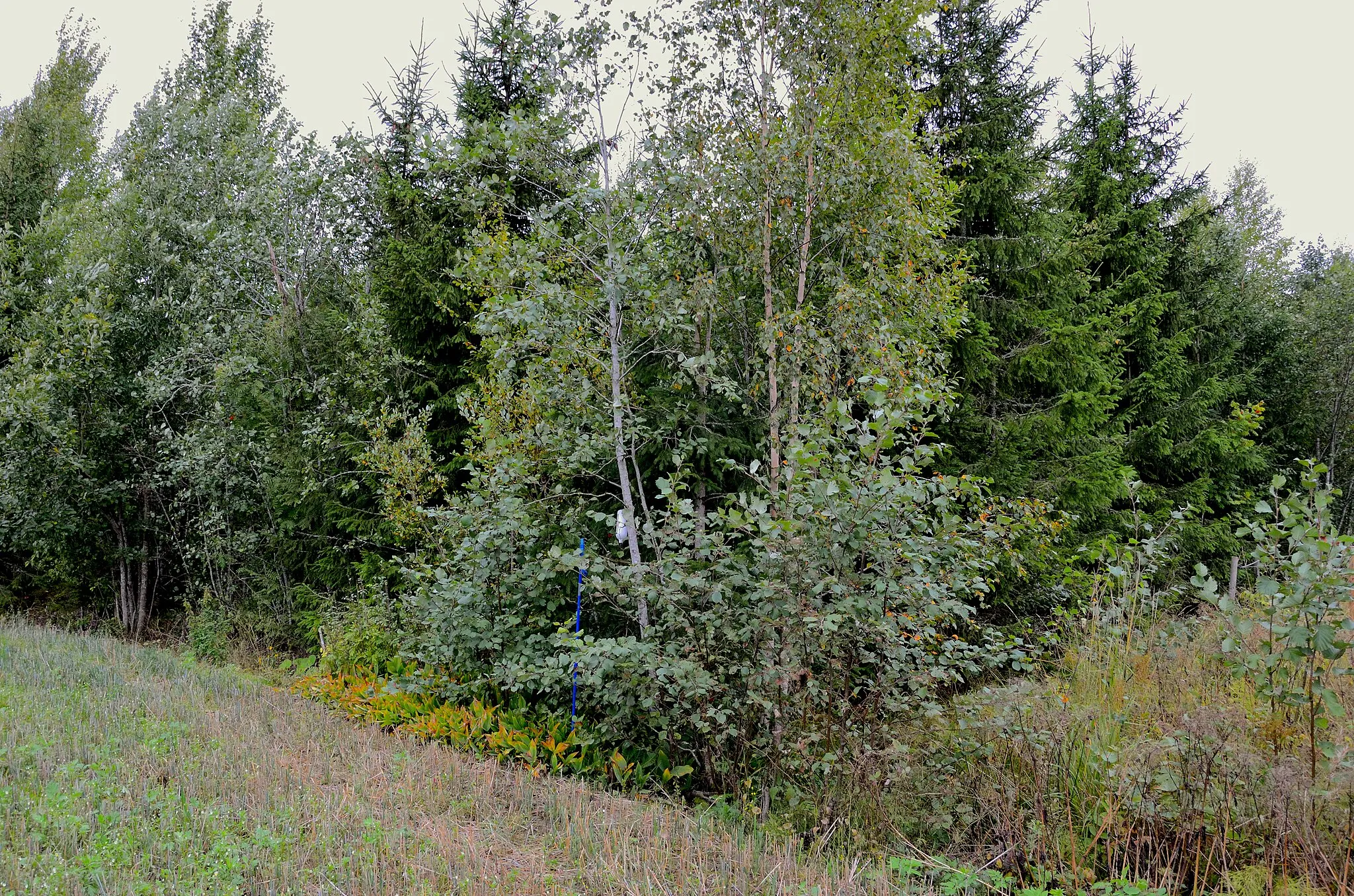 Photo showing: Riihimäen kaupungin alueen pohjoisin piste, kuvattuna elokuussa 2021.