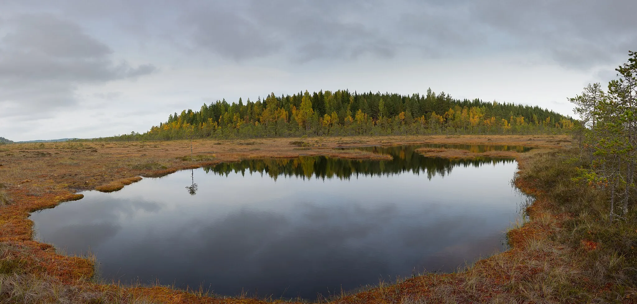 Photo showing: Autumn - Torronsuo National Park. Tammela, Finland. 26.9.2017