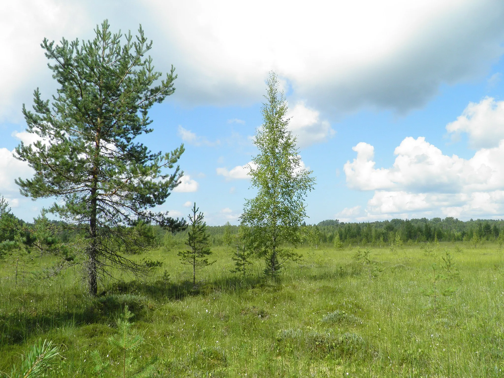 Photo showing: Lamminjärvensuota etelästä nähtynä Hämeenlinnan Lammilla.