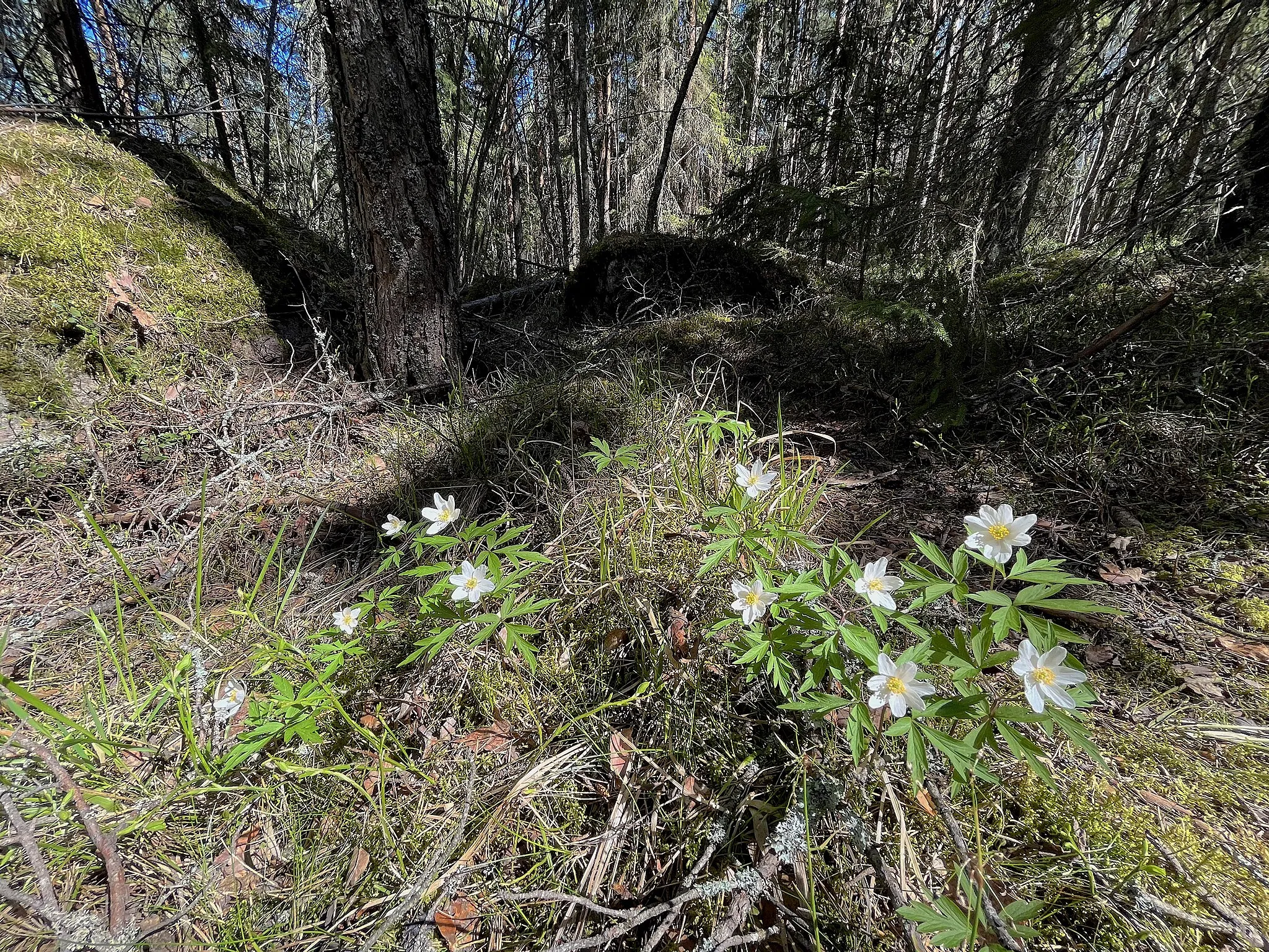 Photo showing: Riihimäen kaupungin alueen itäisin piste, kuvattuna elokuussa 2021.