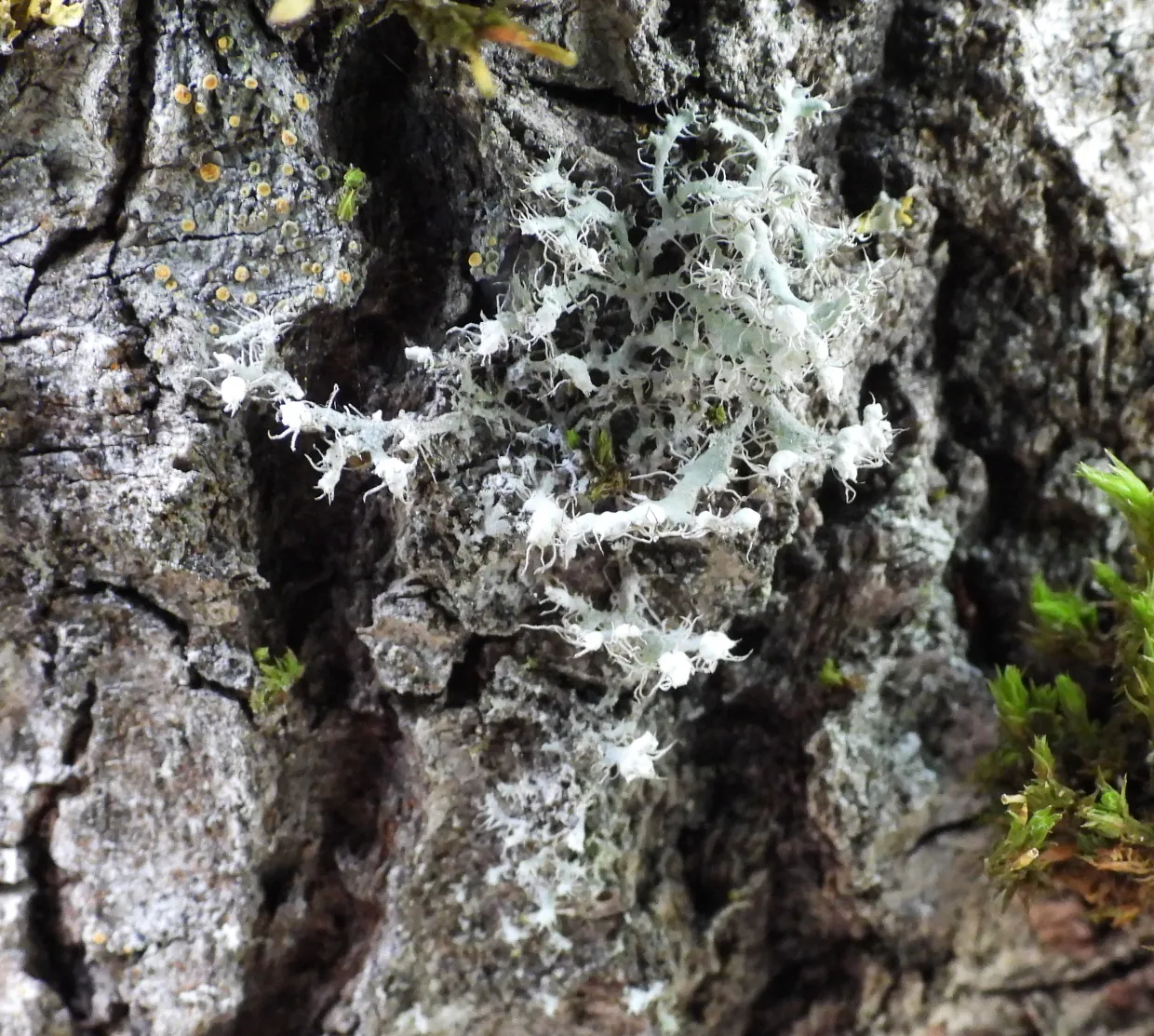 Photo showing: Hooded Rosette Lichen (Physcia adscendens)