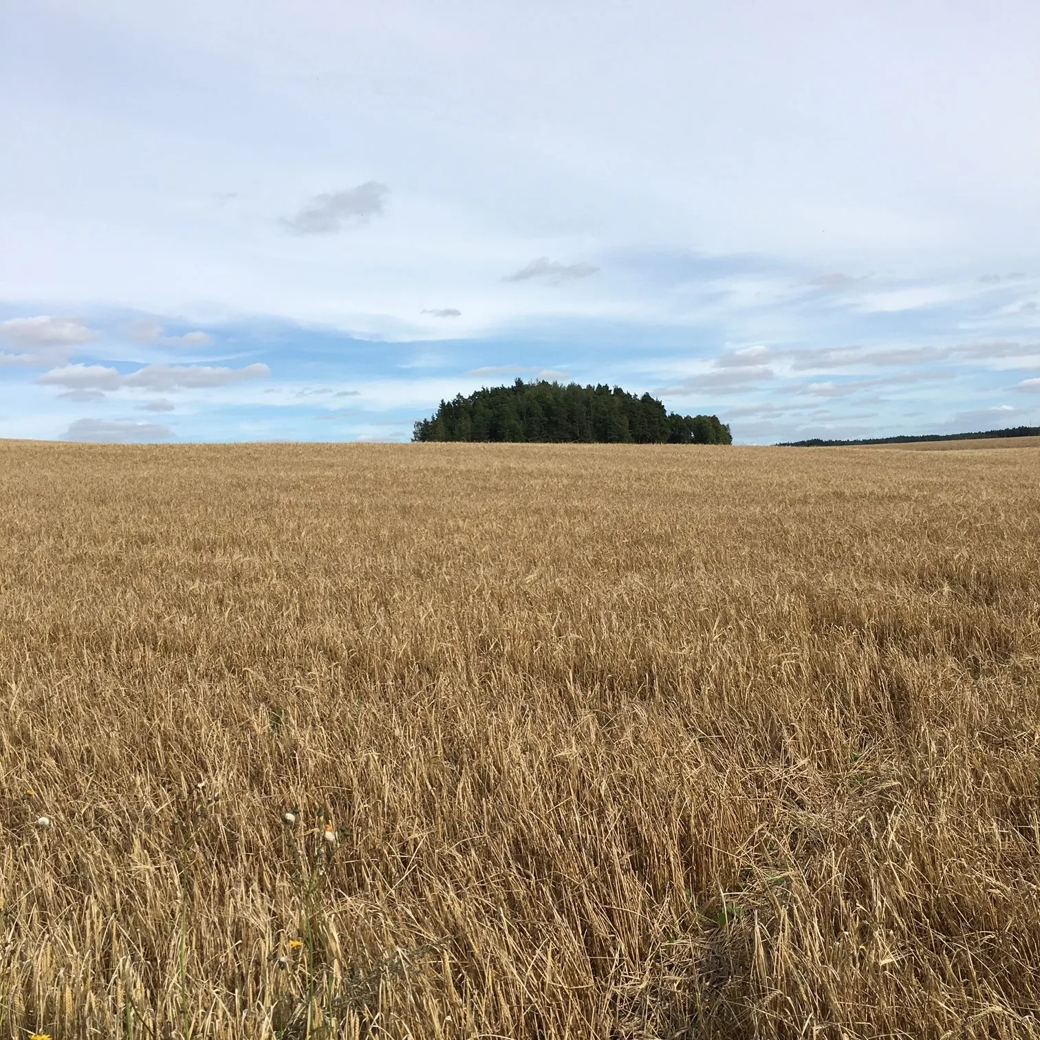 Photo showing: Ravattulan ristimäen arkeologiset kaivaukset.