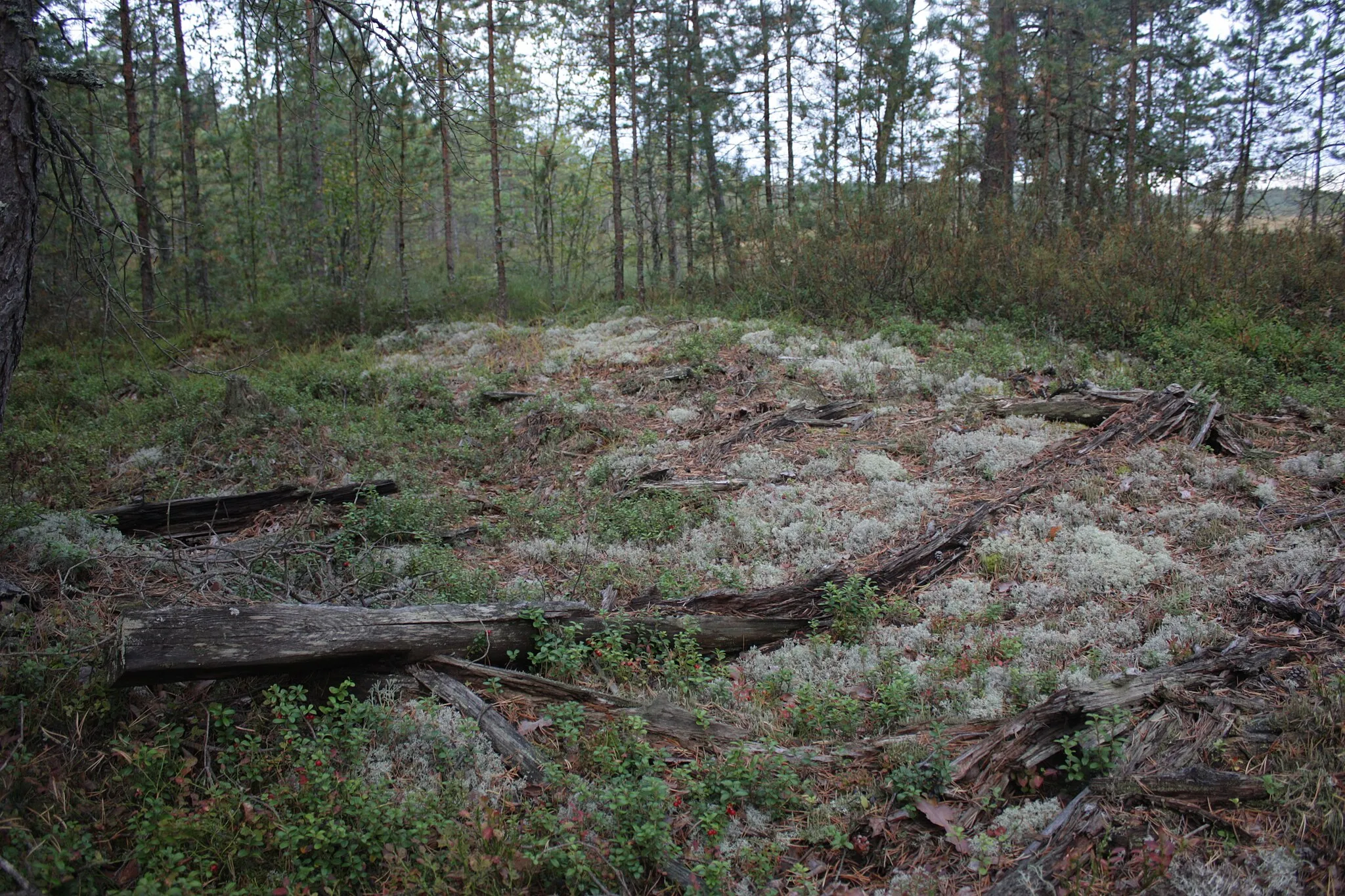 Photo showing: Remains of a barn on the edge of Vajosuo in Kurjenrahka National Park, Finland. The barn has been used to either dry out peat litter for cattle or to store hay collected from the bog.