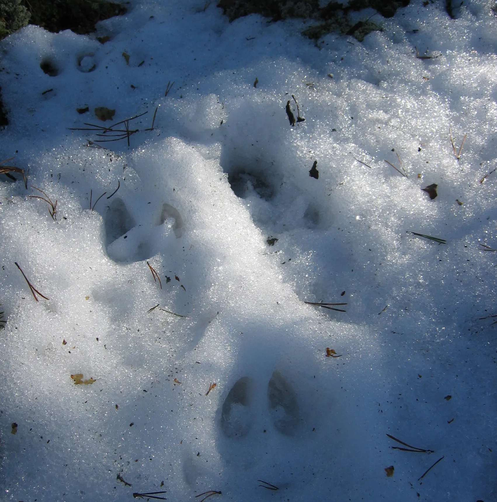 Photo showing: Tracks of a White-tailed deer (Odocoileus virginianus) on Huhtasaari forest, in Lakjärvenrahka, in Kurjenrahka National Park, Finland