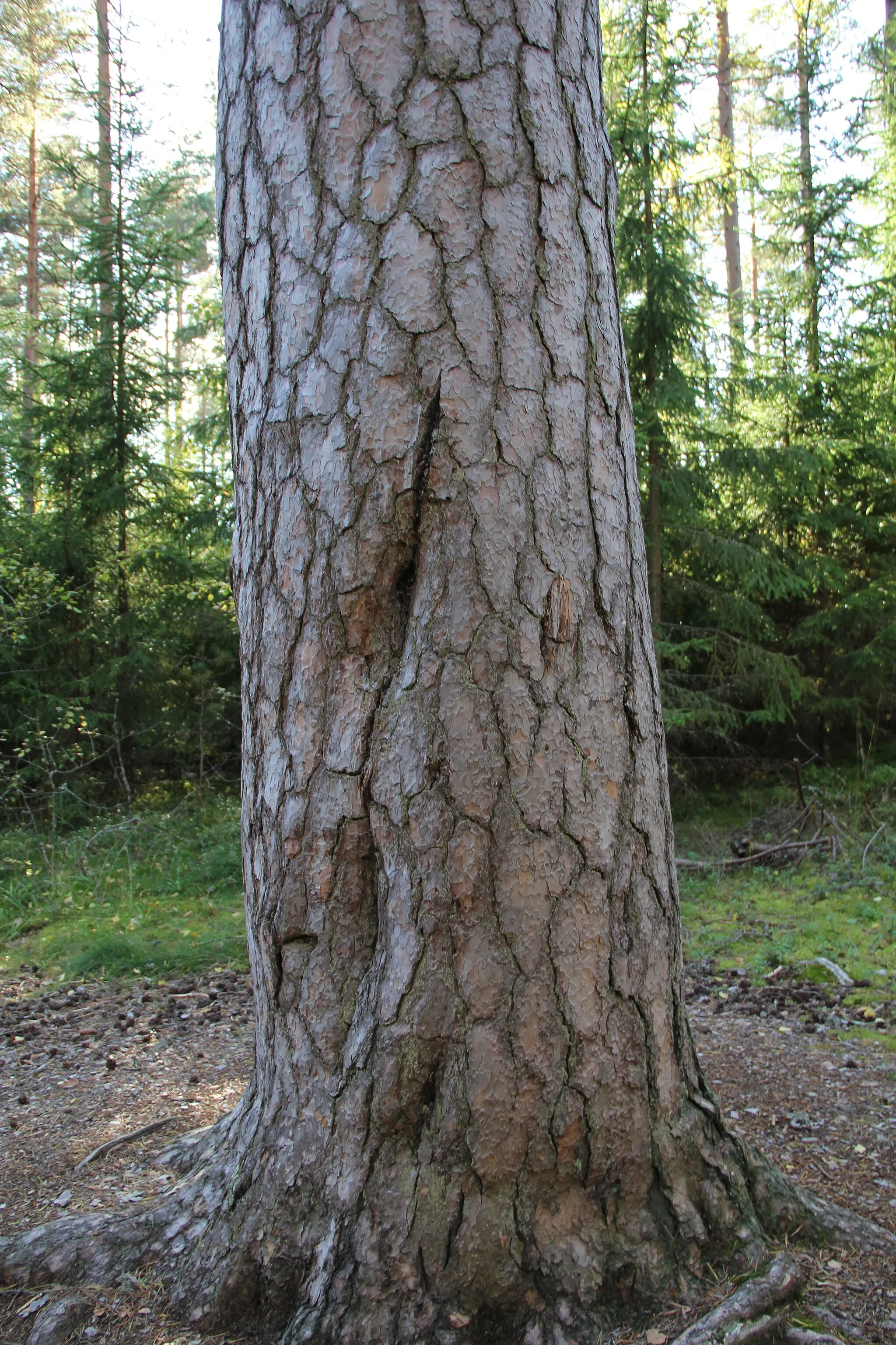 Photo showing: Rotomänty, Pinus sylvestris, Lahnajärvi, Salo, Finland.