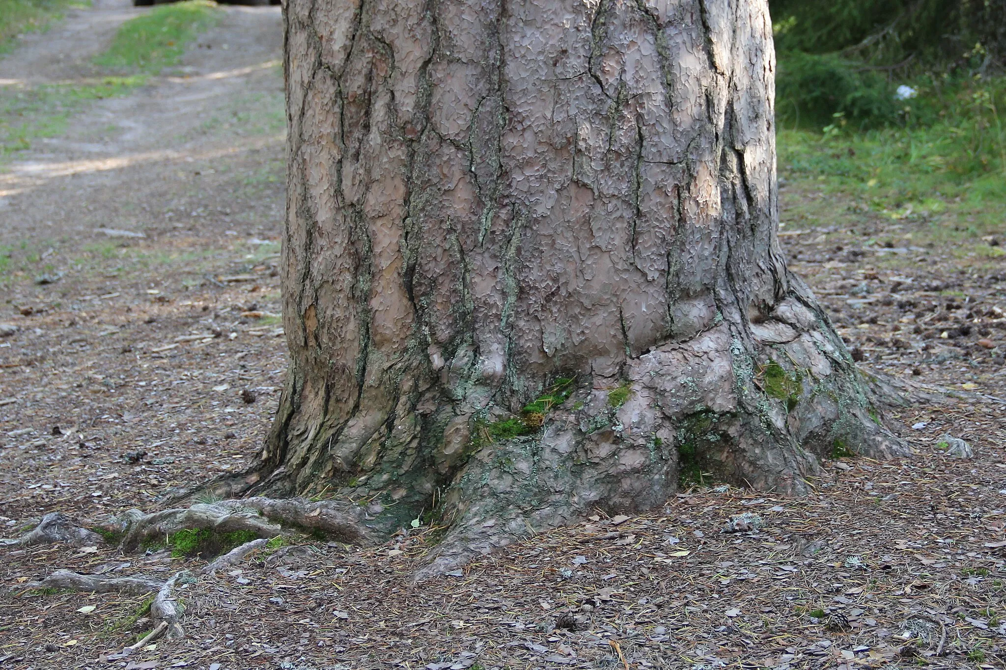 Photo showing: Rotomänty, Pinus sylvestris, Lahnajärvi, Salo, Finland.