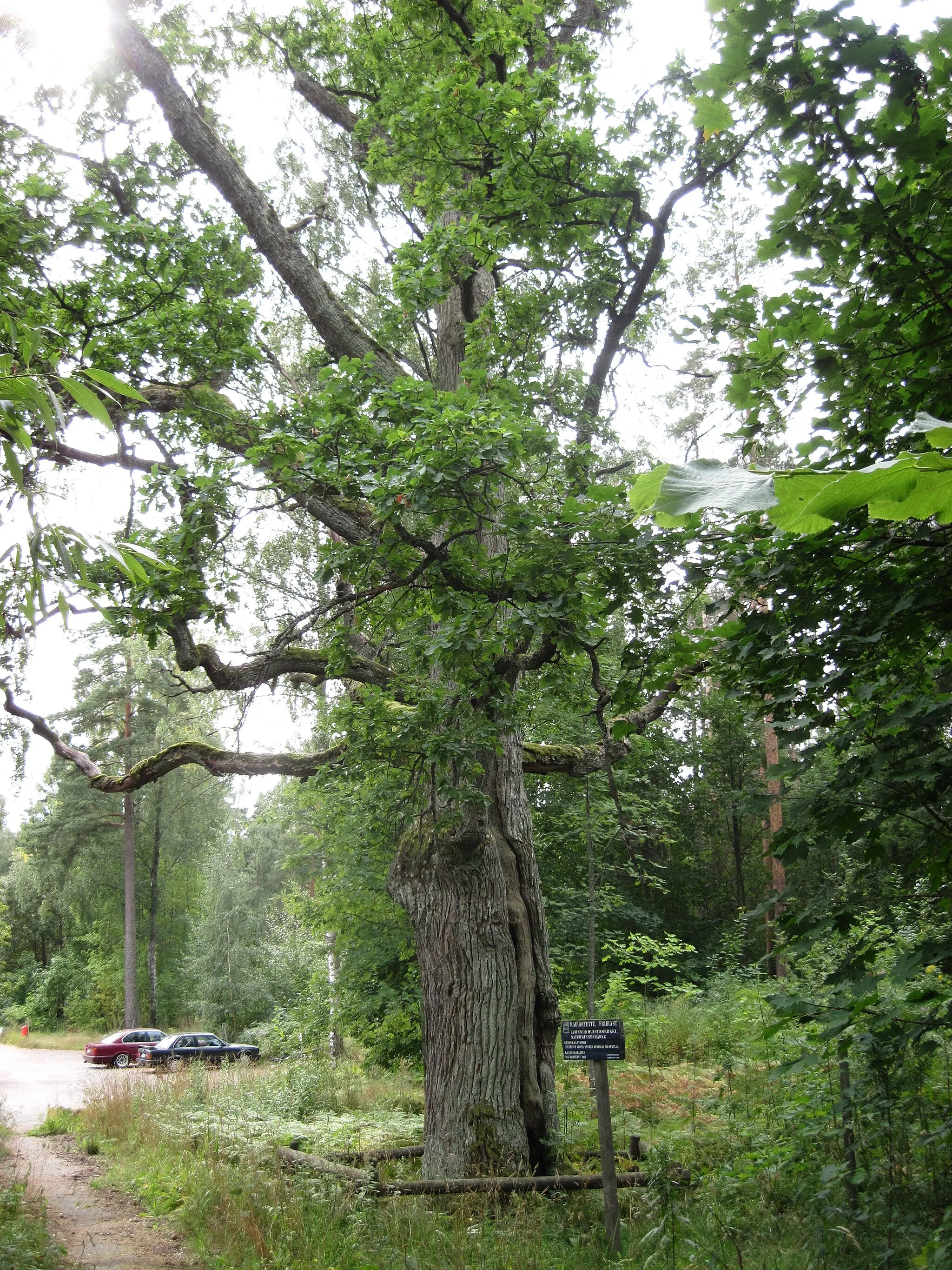 Photo showing: King's Oak in Helsinki, Finland