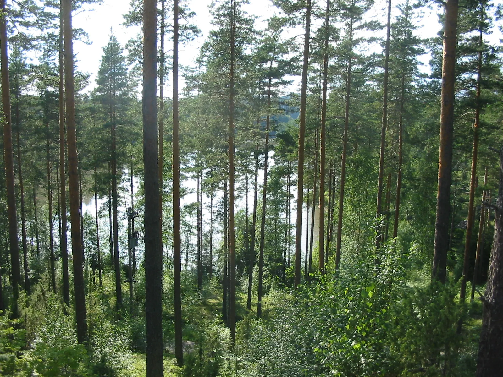 Photo showing: Lake Paino in Somerniemi, Somero, Finland seen from Ämyri