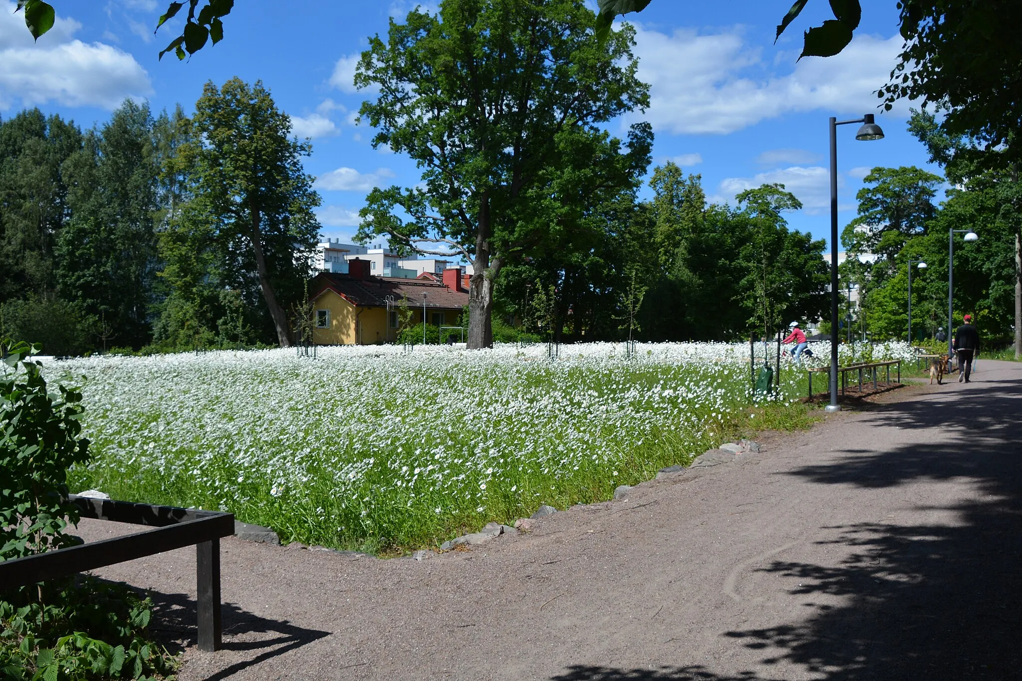 Photo showing: Trädgårdsprästkragar i trädgårdsterassens sydöstra kvarter