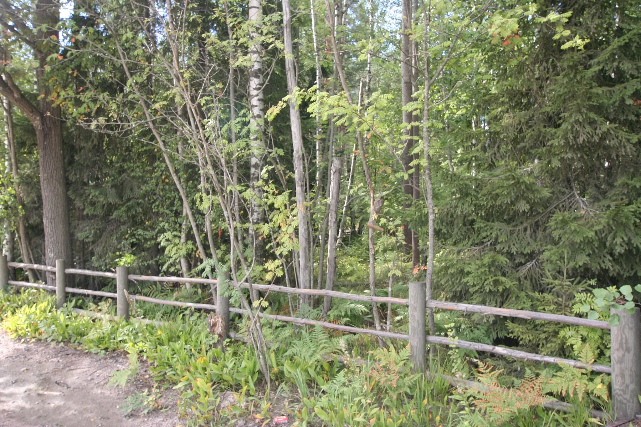 Photo showing: Forest seen from Pyymosantie