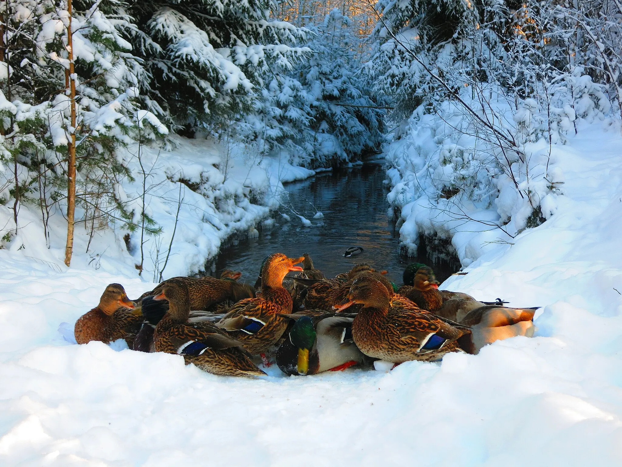 Photo showing: Mallards (Anas platyrhynchos), overwintering in Southern Finland