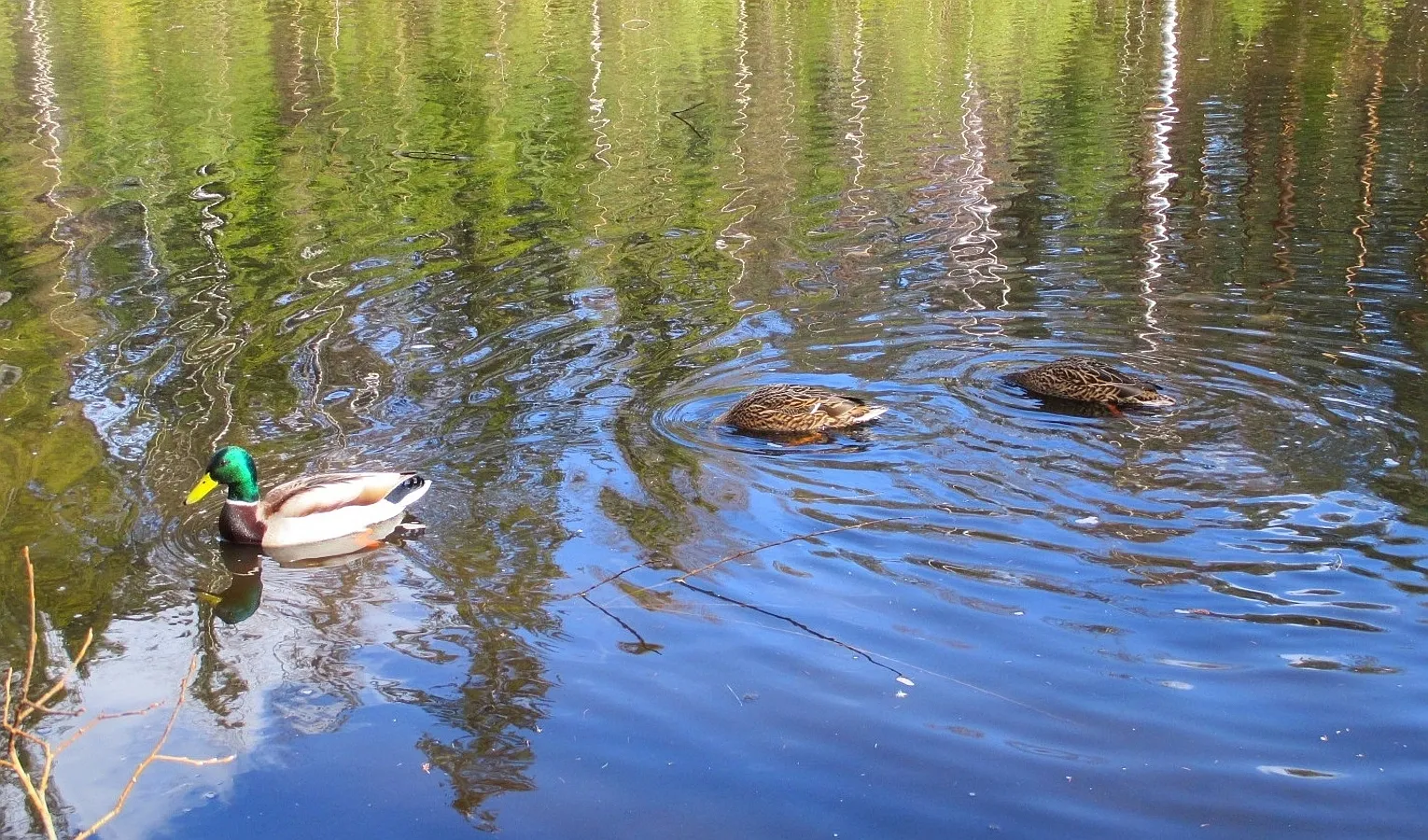 Photo showing: Anas platyrhynchos: male (left) and two females (Hyvinkää, Finland)