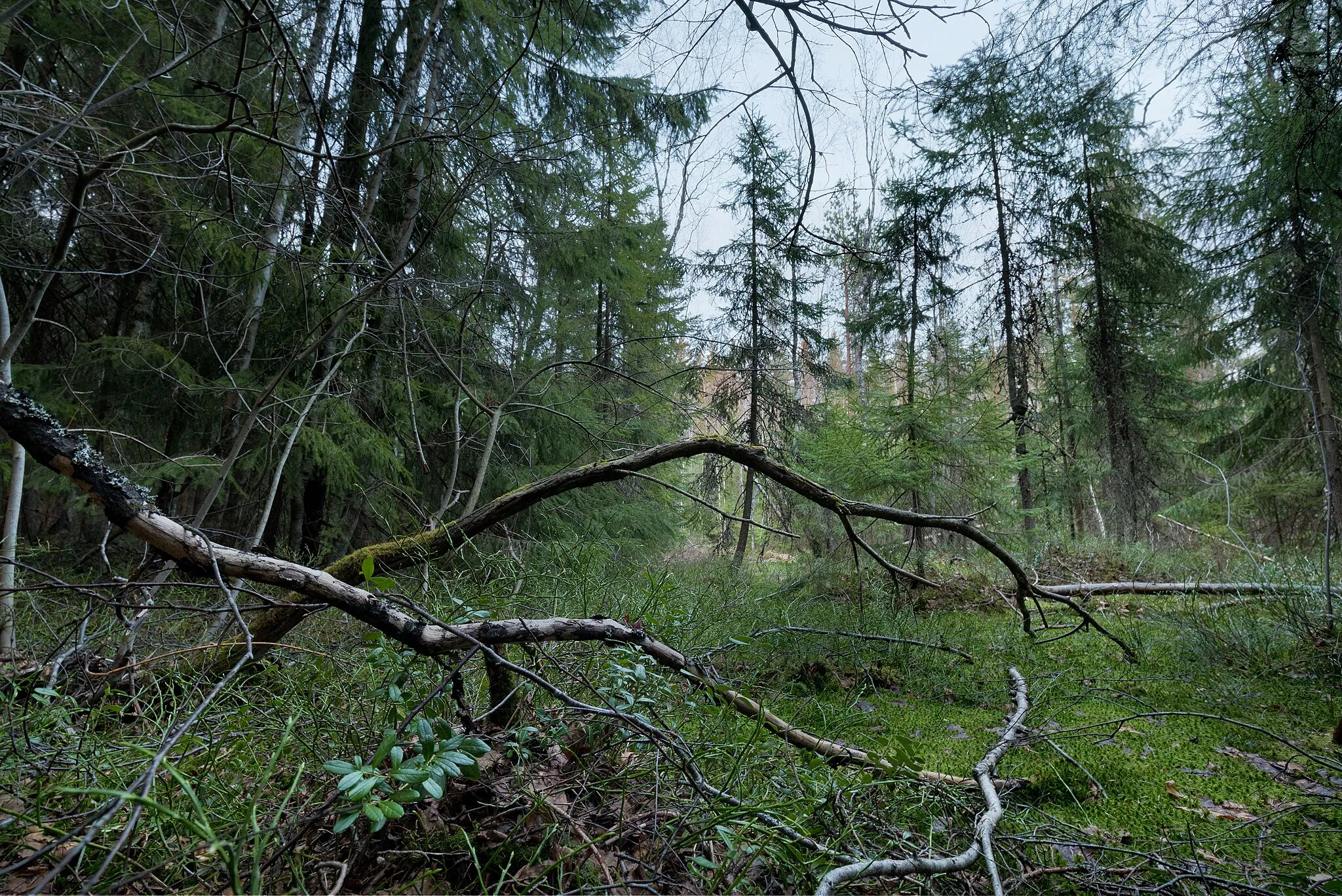 Photo showing: Swamp forest of Palokallio conservation reserve in Kuninkaanmäki, Vantaa, Finland in 2021 April.