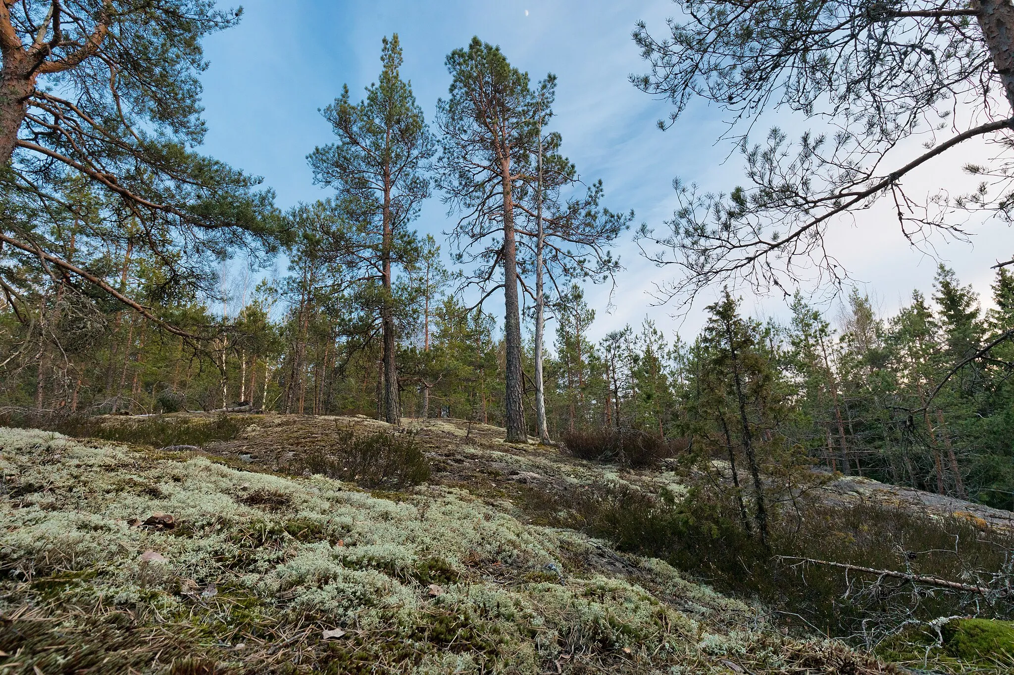 Photo showing: Coniferous forest of Palokallio in Kuninkaanmäki, Vantaa, Finland in 2021 April.