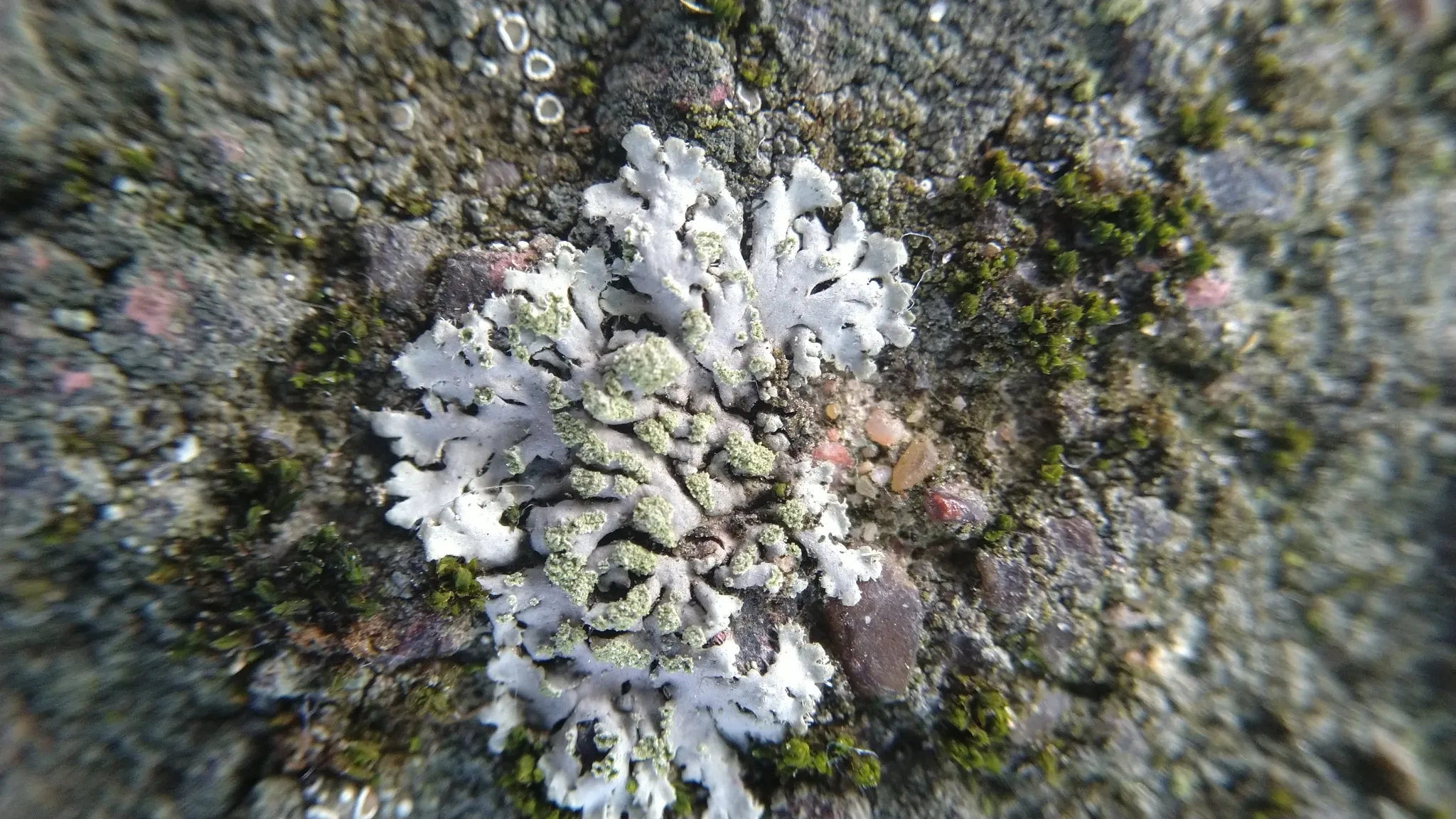 Photo showing: Mealy Shadow Lichen (Phaeophyscia orbicularis)