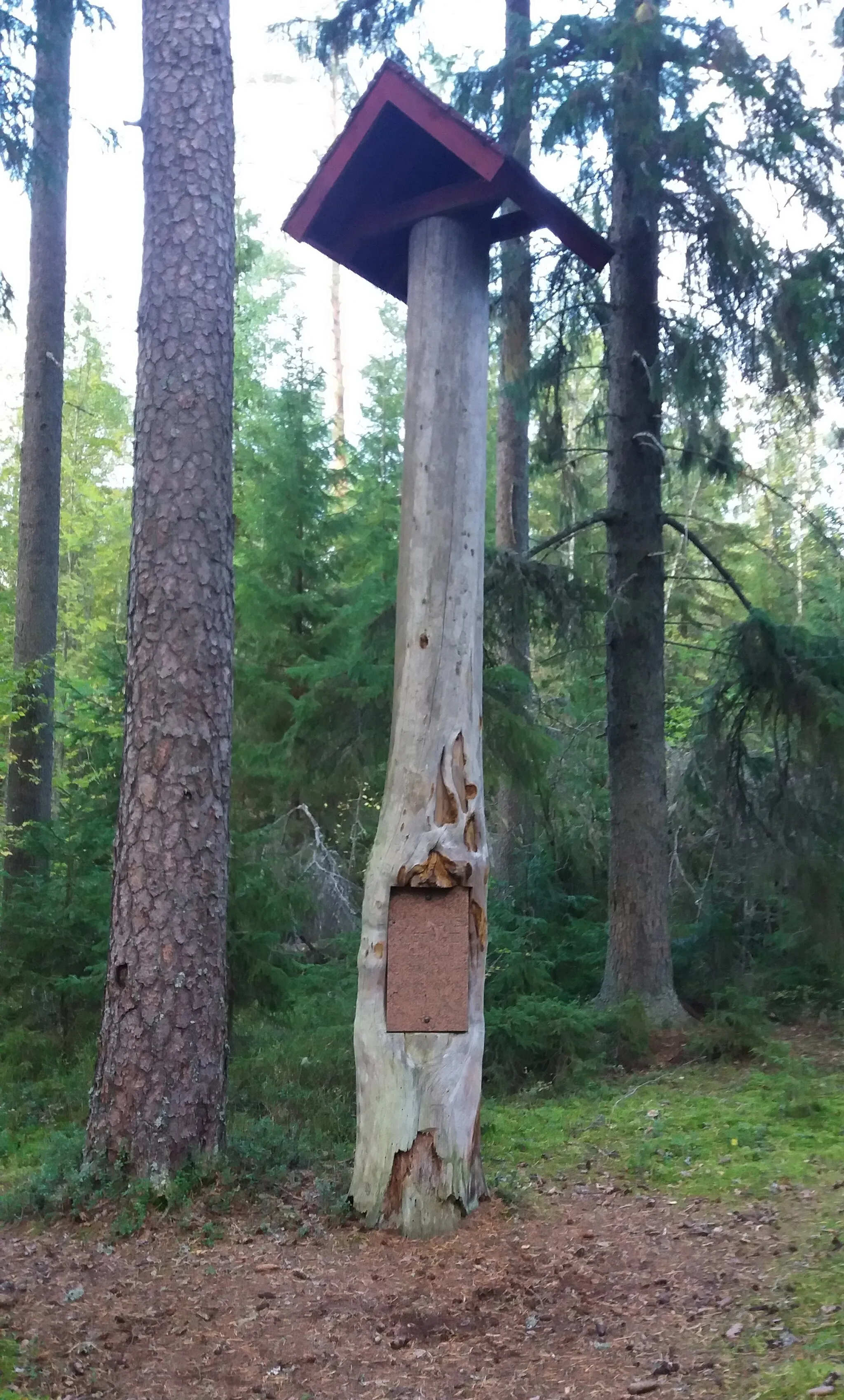 Photo showing: Kuninkaanmänty pine in Köyliö, Finland. The King Gustav III of Sweden had his lunch under the tree in 24 June 1775.